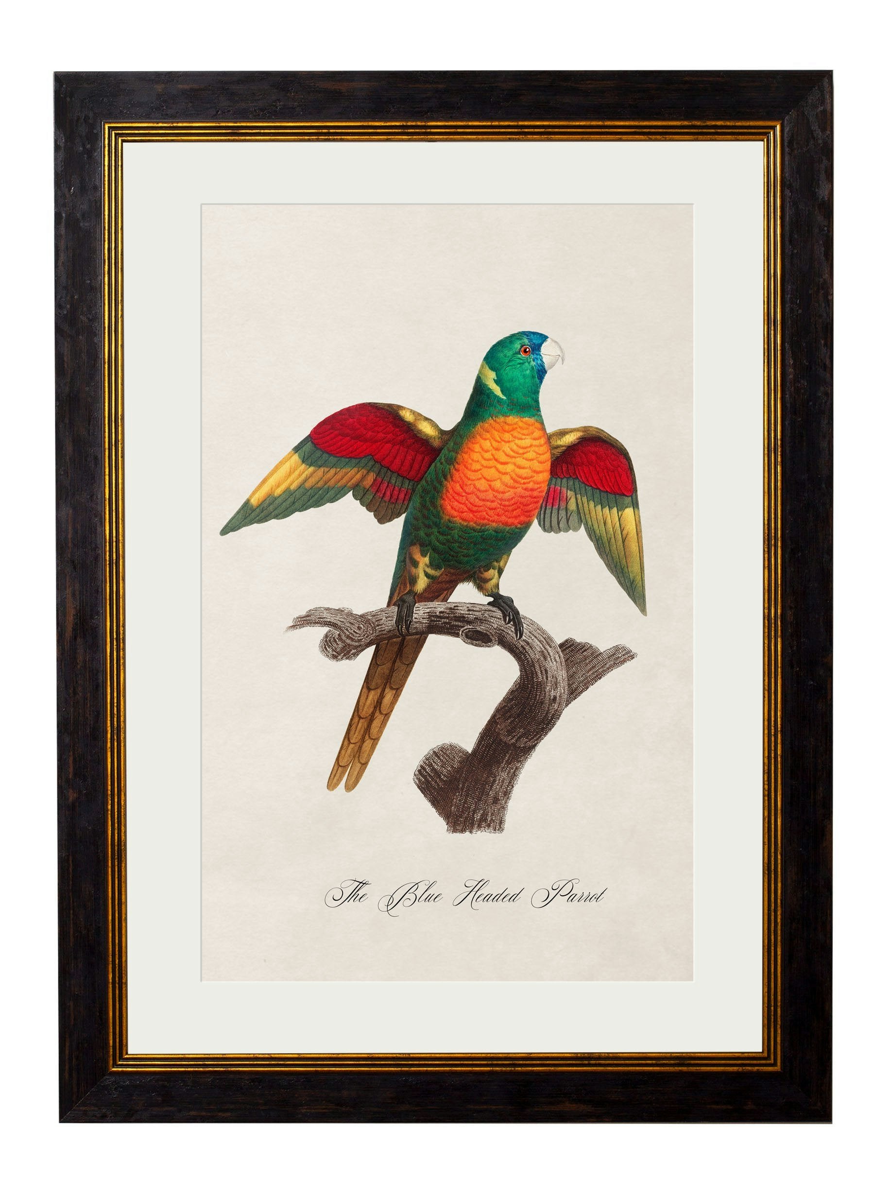Rackhams Black/Blue C.1800's Collection Of Parrots - 38 X 50Cm - Headed Parrot