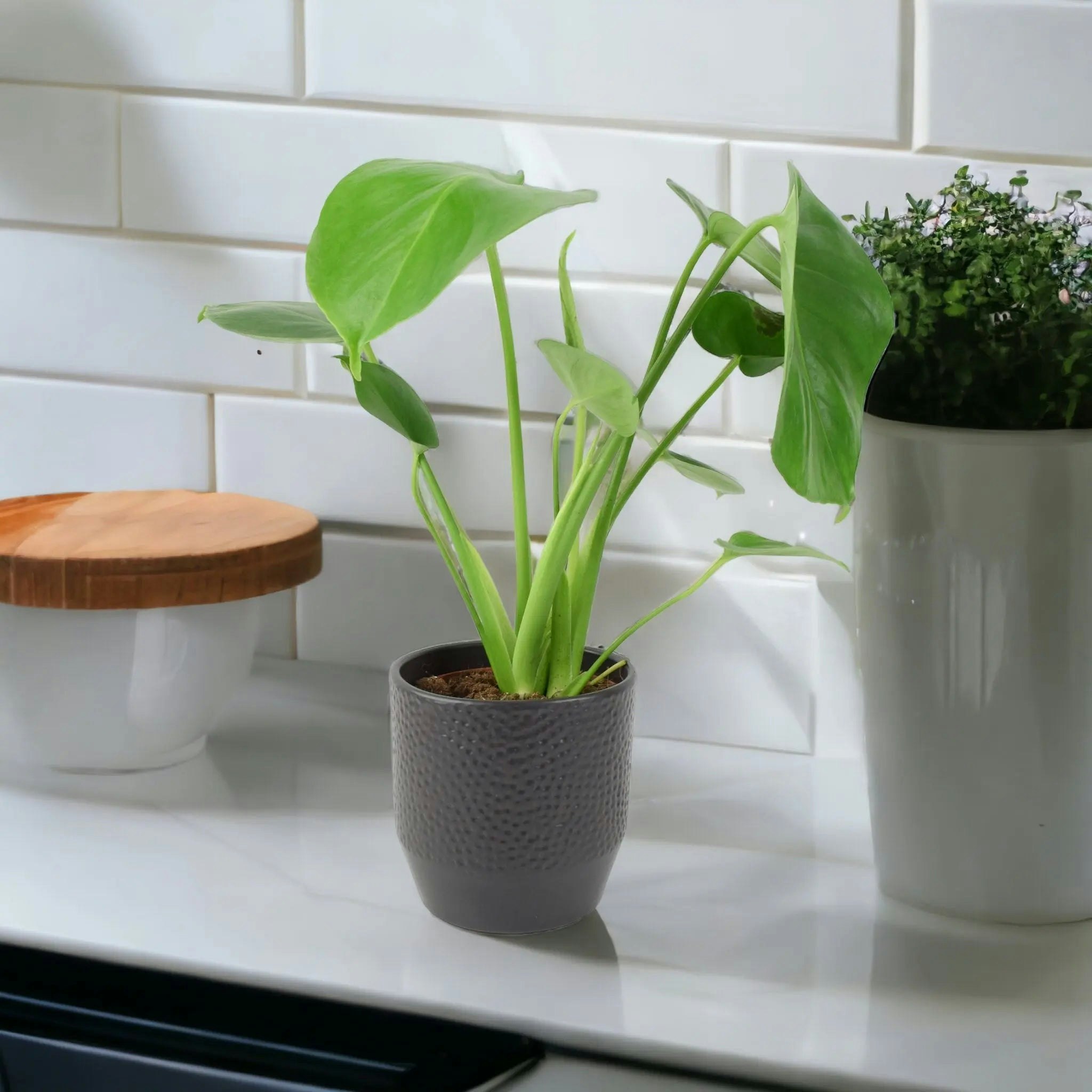 Plants By Post Anthracite Monstera Deliciosa Swiss Cheese Plant In 12Cm Pot Easy Care Indoor Plant - Ceramic Ewi Dot