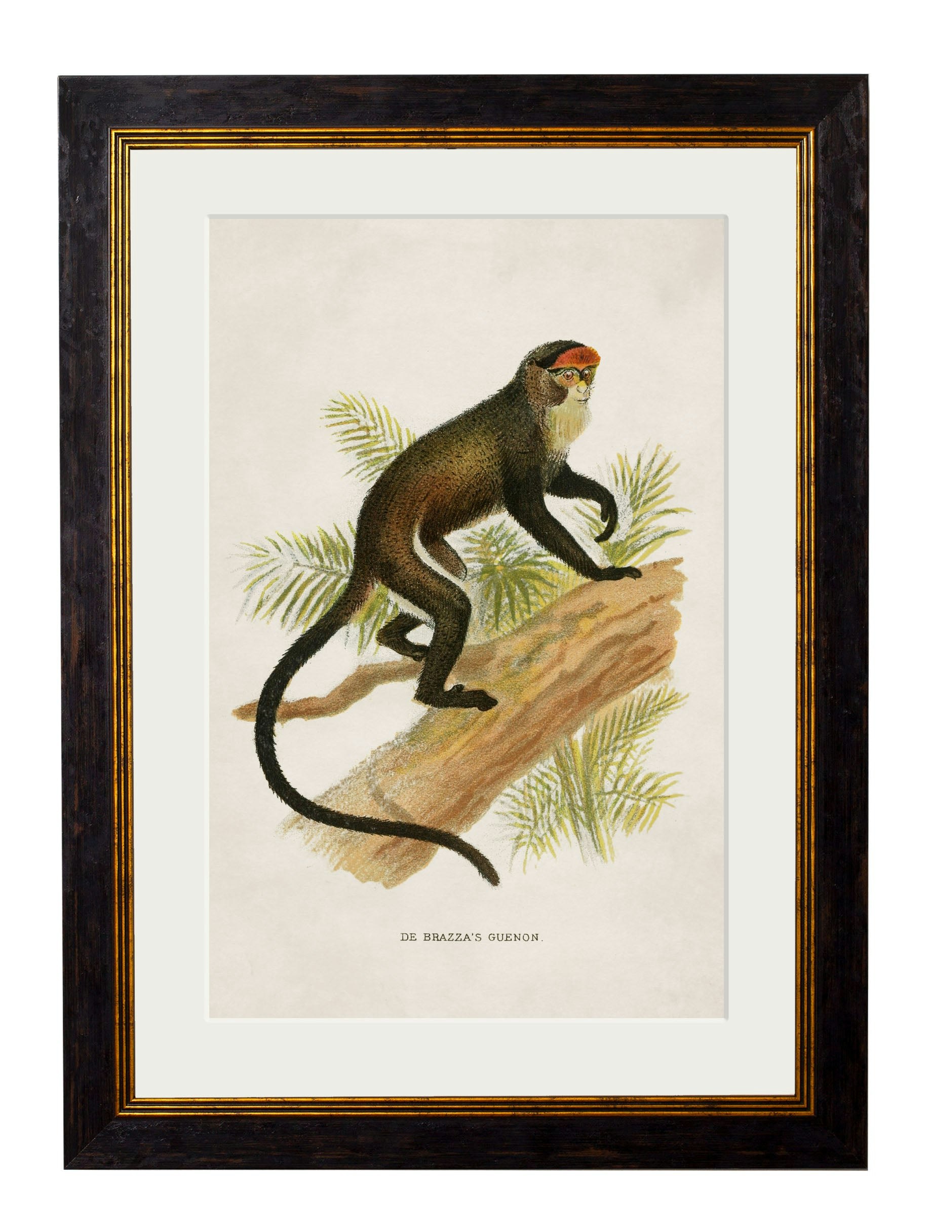 Rackhams Black C.1910 Collection Of Primates - 38 X 50Cm - De Brazza's Guenon
