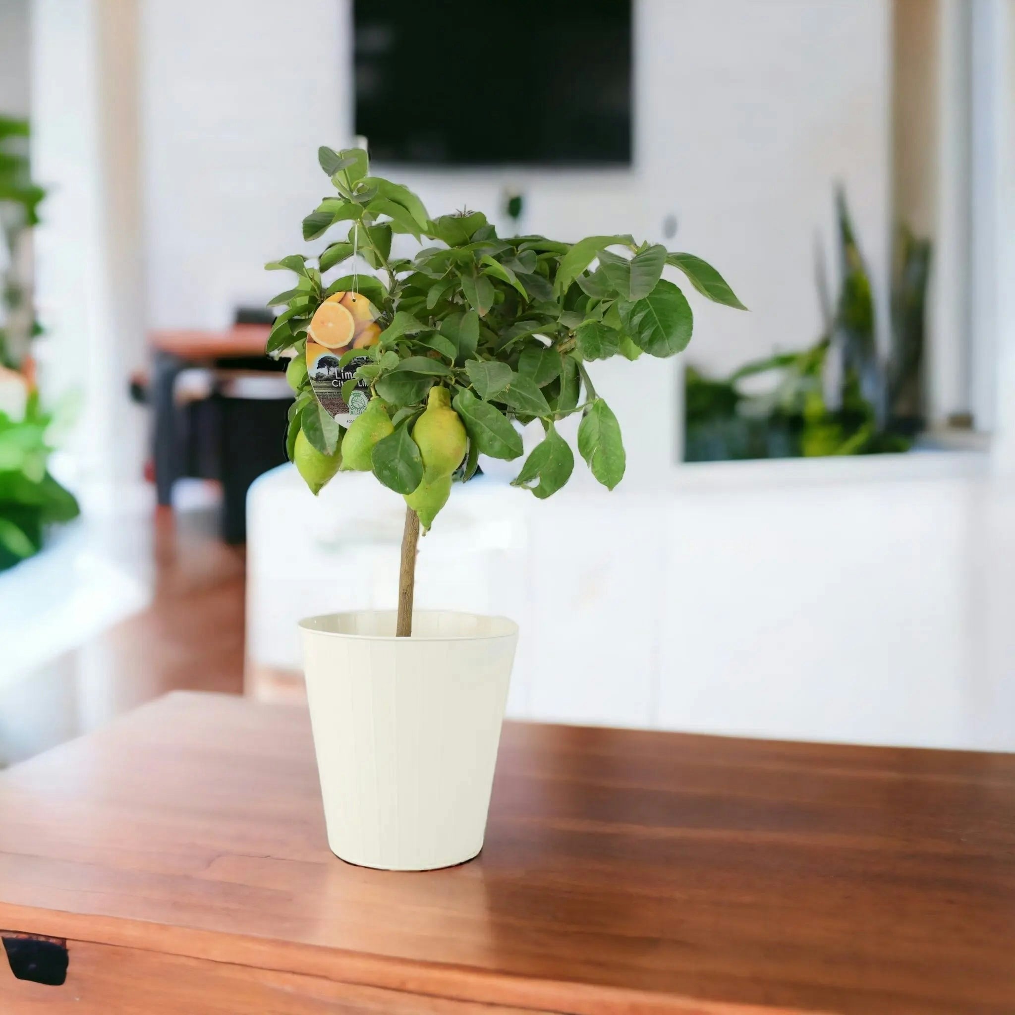 Plants By Post Cream Citrus Lemon Tree In 19Cm Pot – Indoor Outdoor Fruit Tree For Uk Gardens - Metal Vertical Line