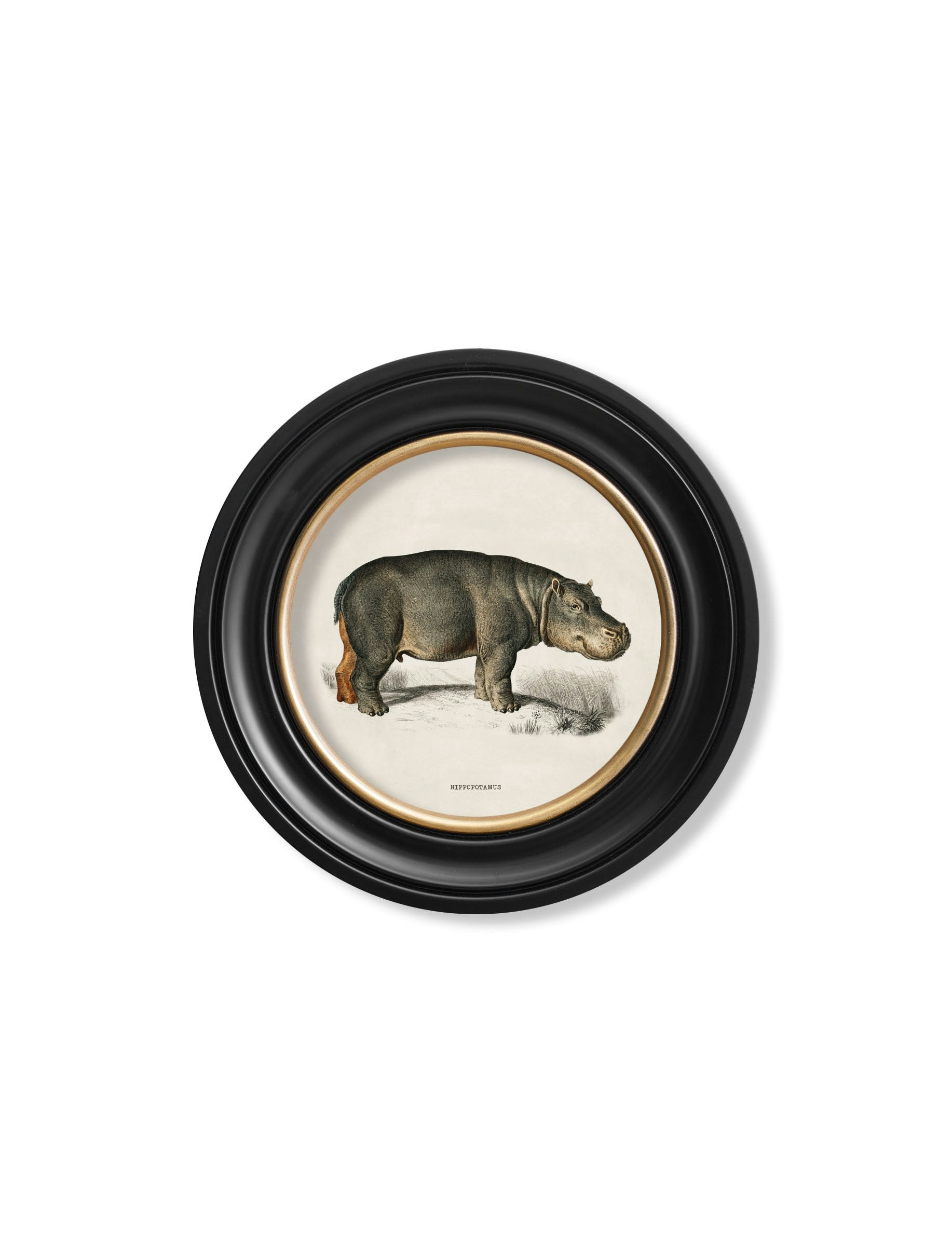 Rackhams Black C.1846 Rhino & Hippo - Round Frames - 44 X 44Cm - Hippo