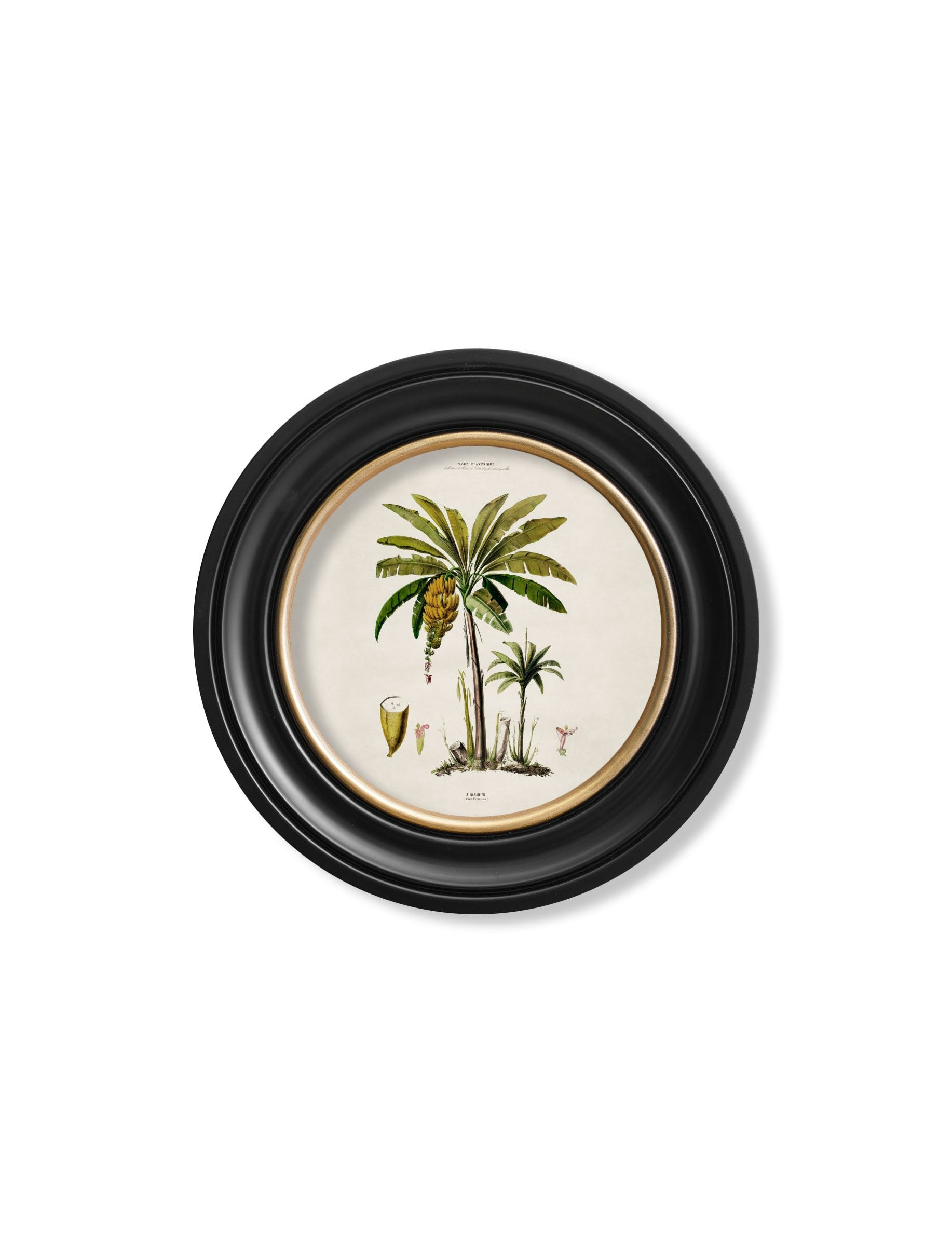 Rackhams Black C.1843 Studies Of South American Palm Trees In Round Frames - 44 X 44Cm - Banana Palm