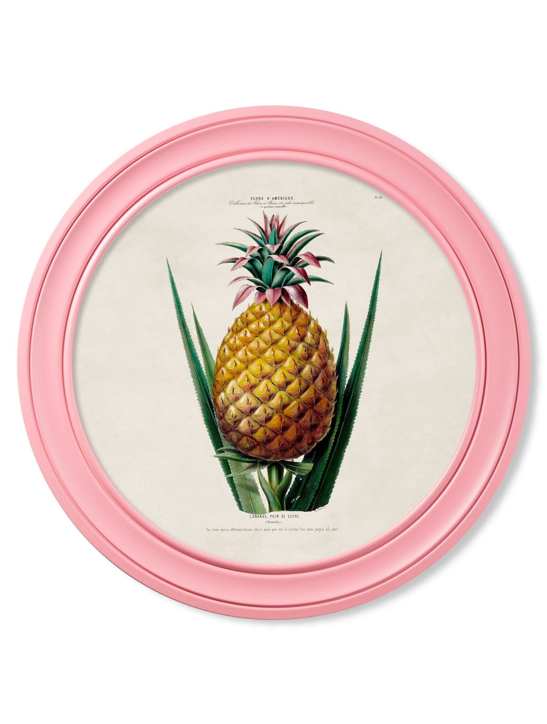 Rackhams Pink C.1843 Pineapple Plant - Round Frame - 70 X 70Cm - Framed Print