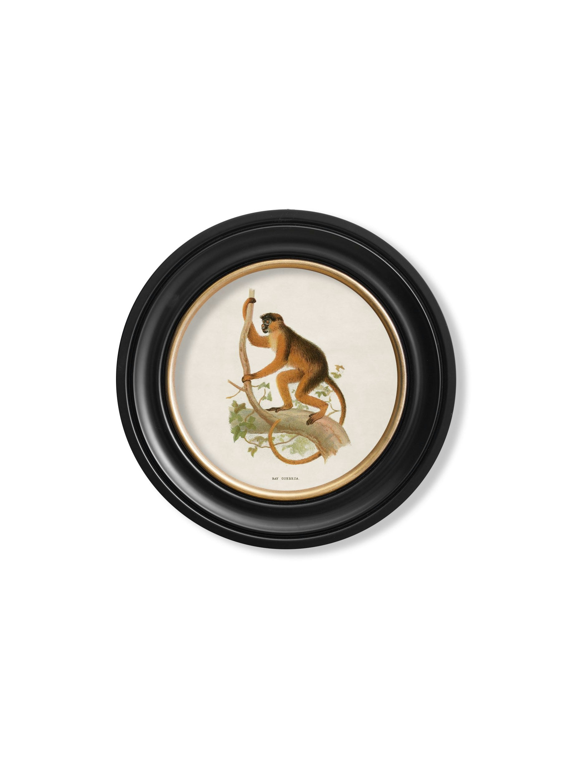 Rackhams Black C.1910 Collection Of Primates In Round Frames - 44 X 44Cm - Bay Guereza