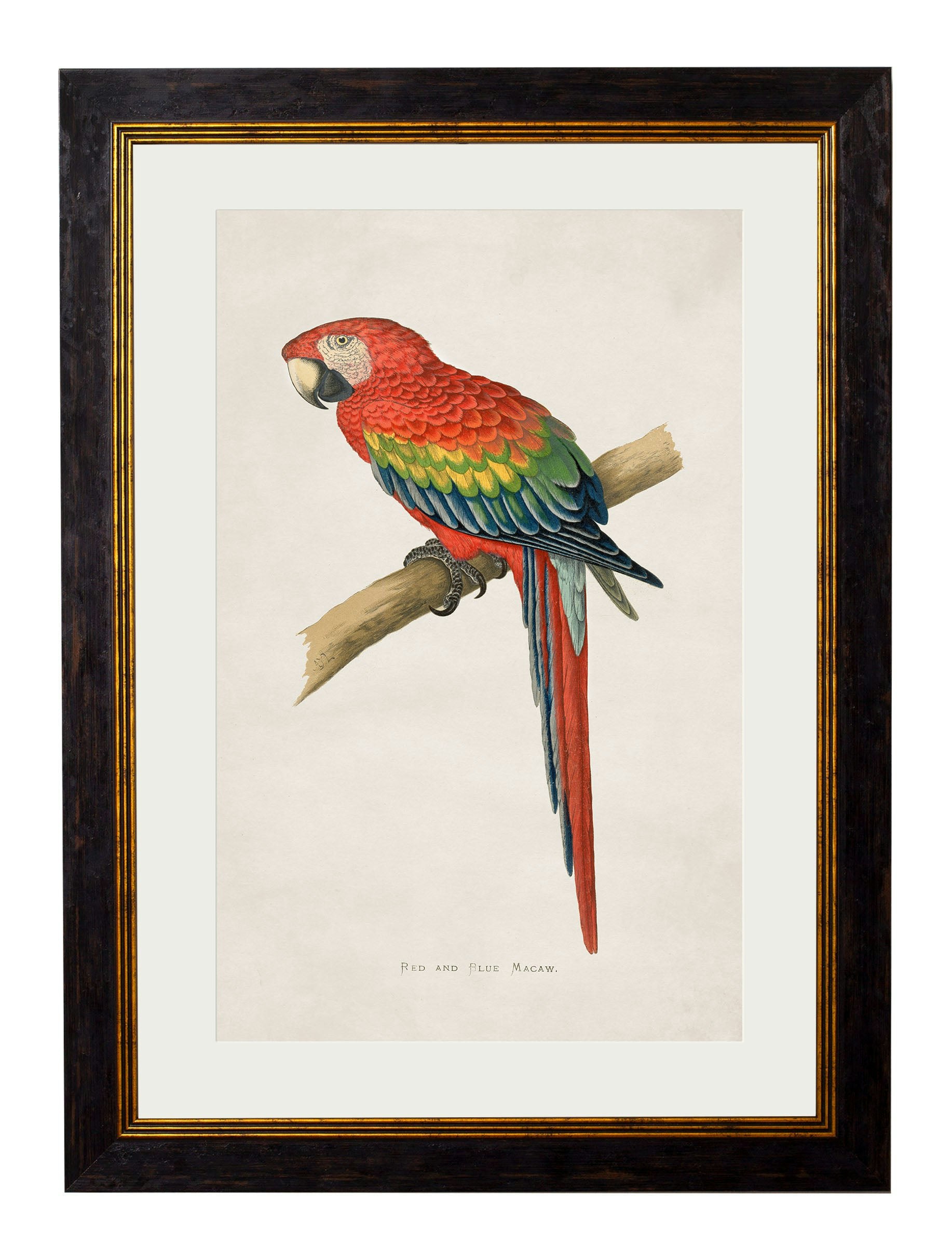 Rackhams Black/Red/Blue C.1884 Macaws - 38 X 50Cm - And Macaw