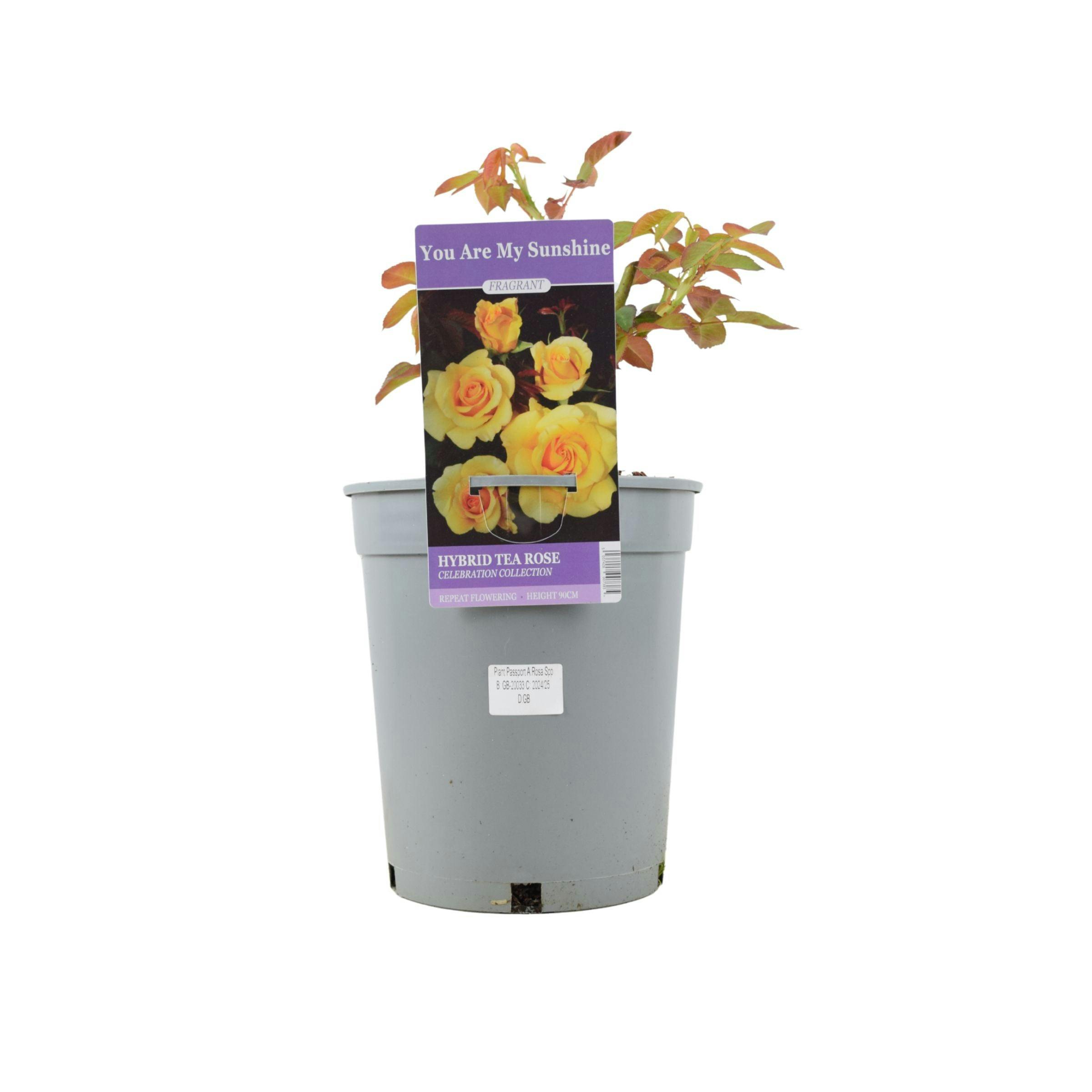 Yellow Rose You Are My Sunshine - Vibrant Patio Rose In 4L Pot - No Container