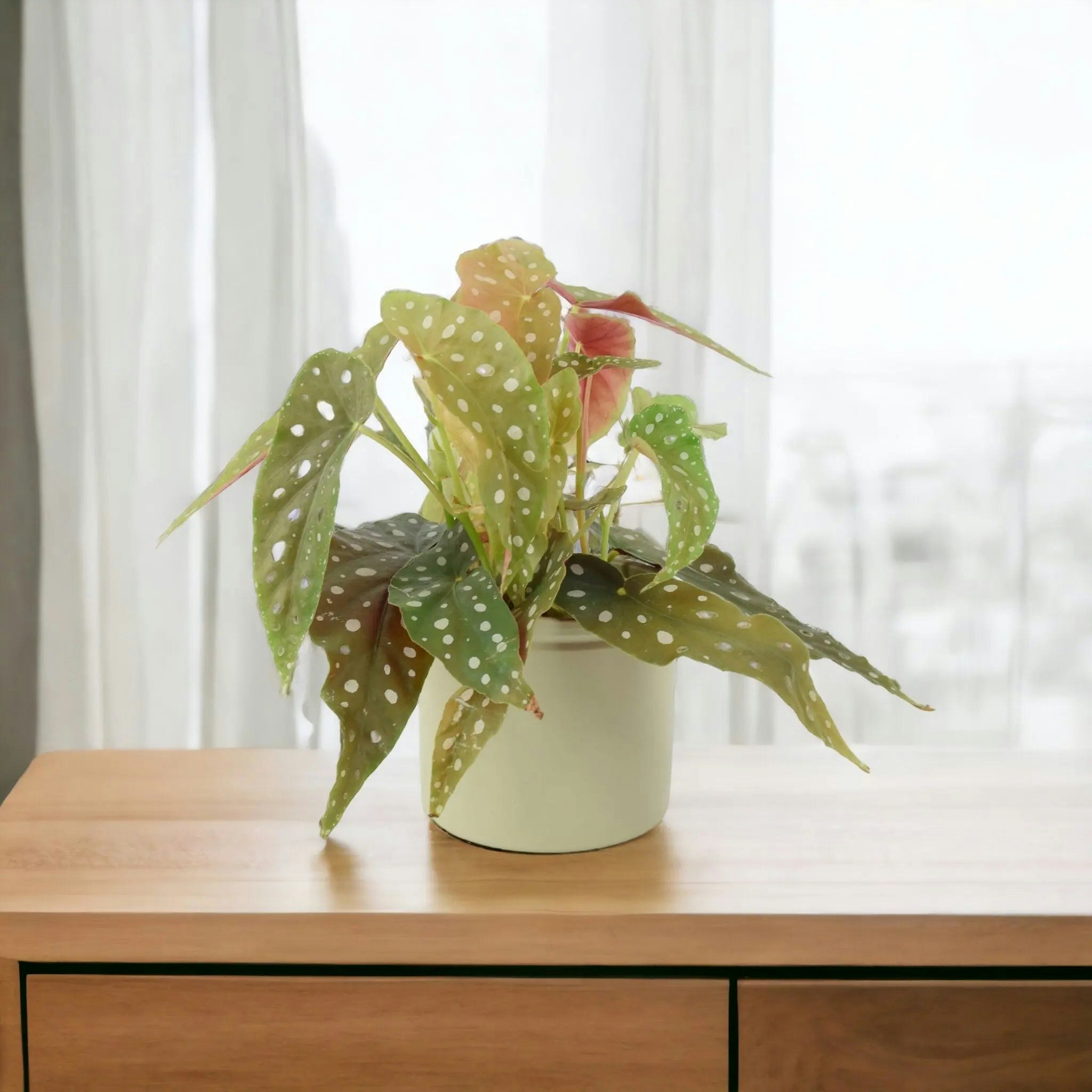 Plants By Post Green Begonia Maculata - Polka Dot Begonia 12Cm Pot - Ceramic French