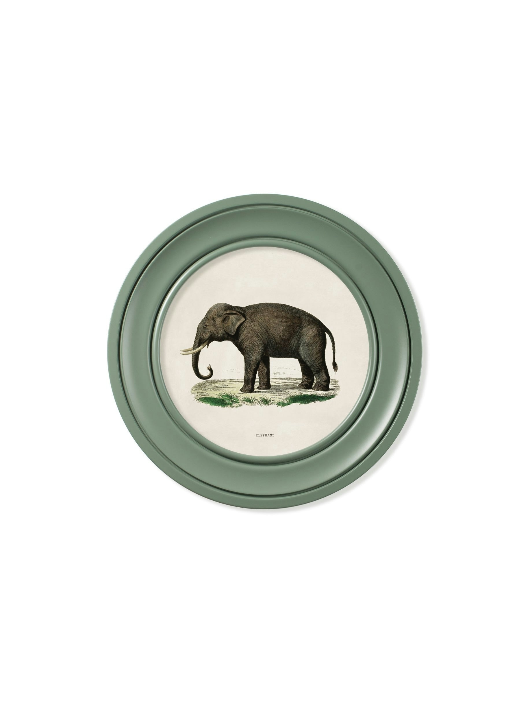 Exceptional Art Green C.1846 Elephants In Round Frame - 44 X 44Cm - Left Facing Elephant