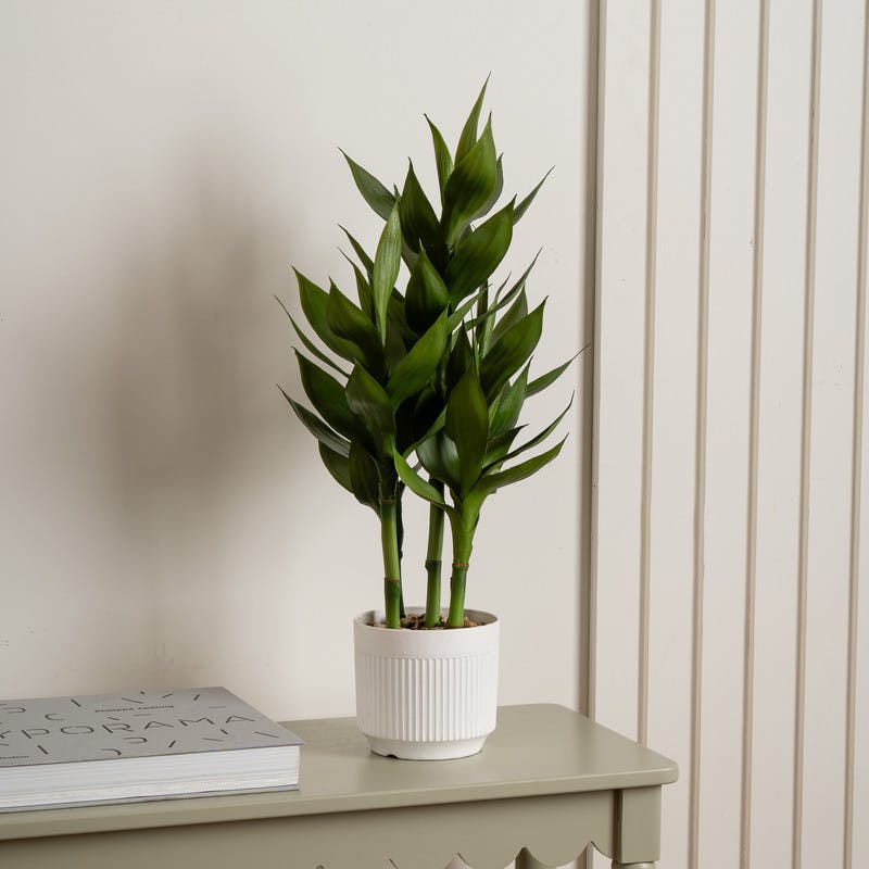 Scottish Everlastings White 60Cm Lucky Bamboo In Plastic Pot