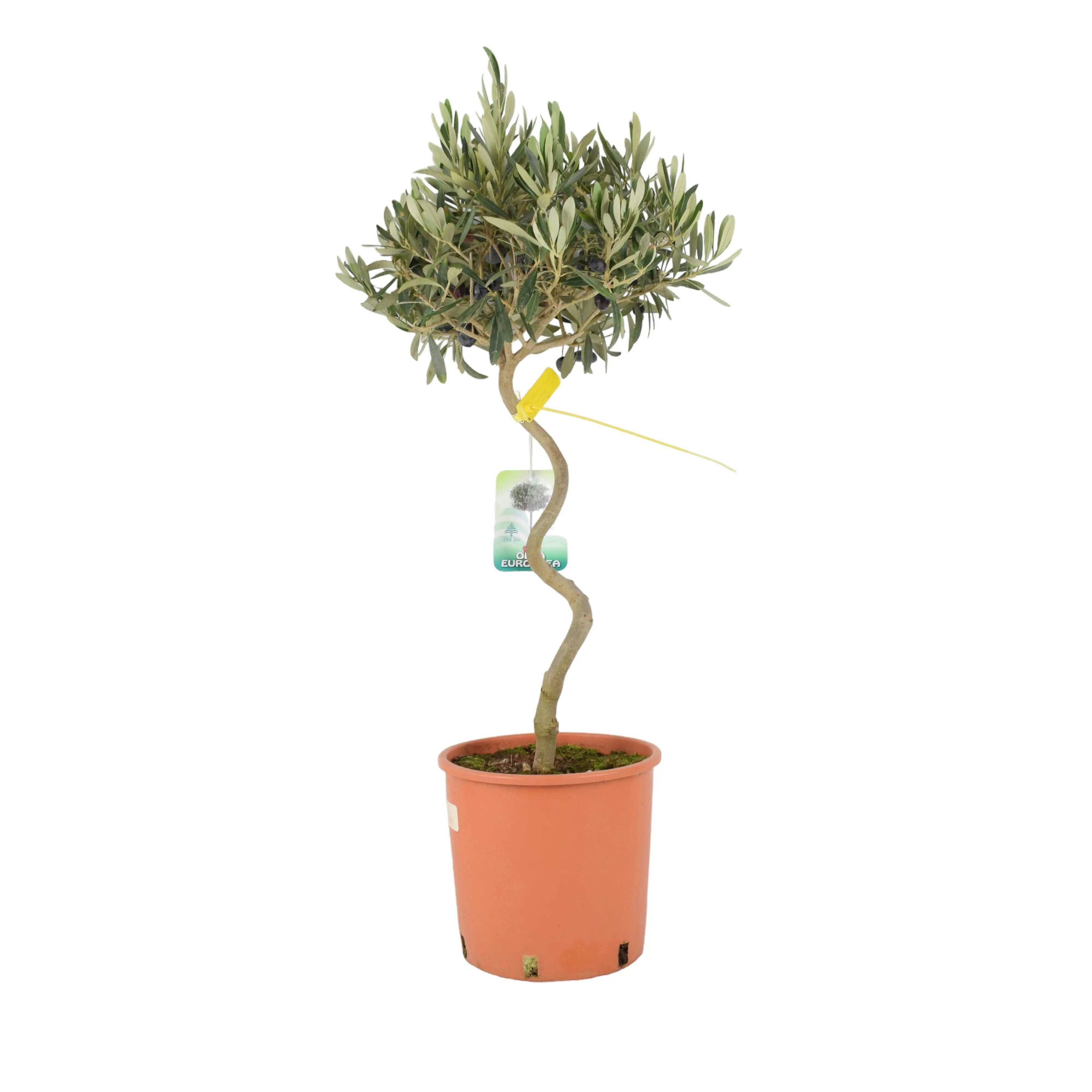 Plants By Post Spiral Olive Tree – 80-90Cm Tall Evergreen Mediterranean Tree In 23Cm Pot - No Container