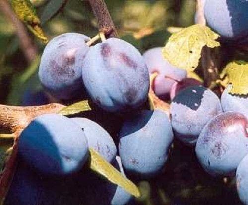 Direct Plants White/Blue/Purple Prunus Damson Merryweather Plum Fruit Tree 5-6Ft Supplied In A 7.5 Litre Pot - Pot - 1 - Plum