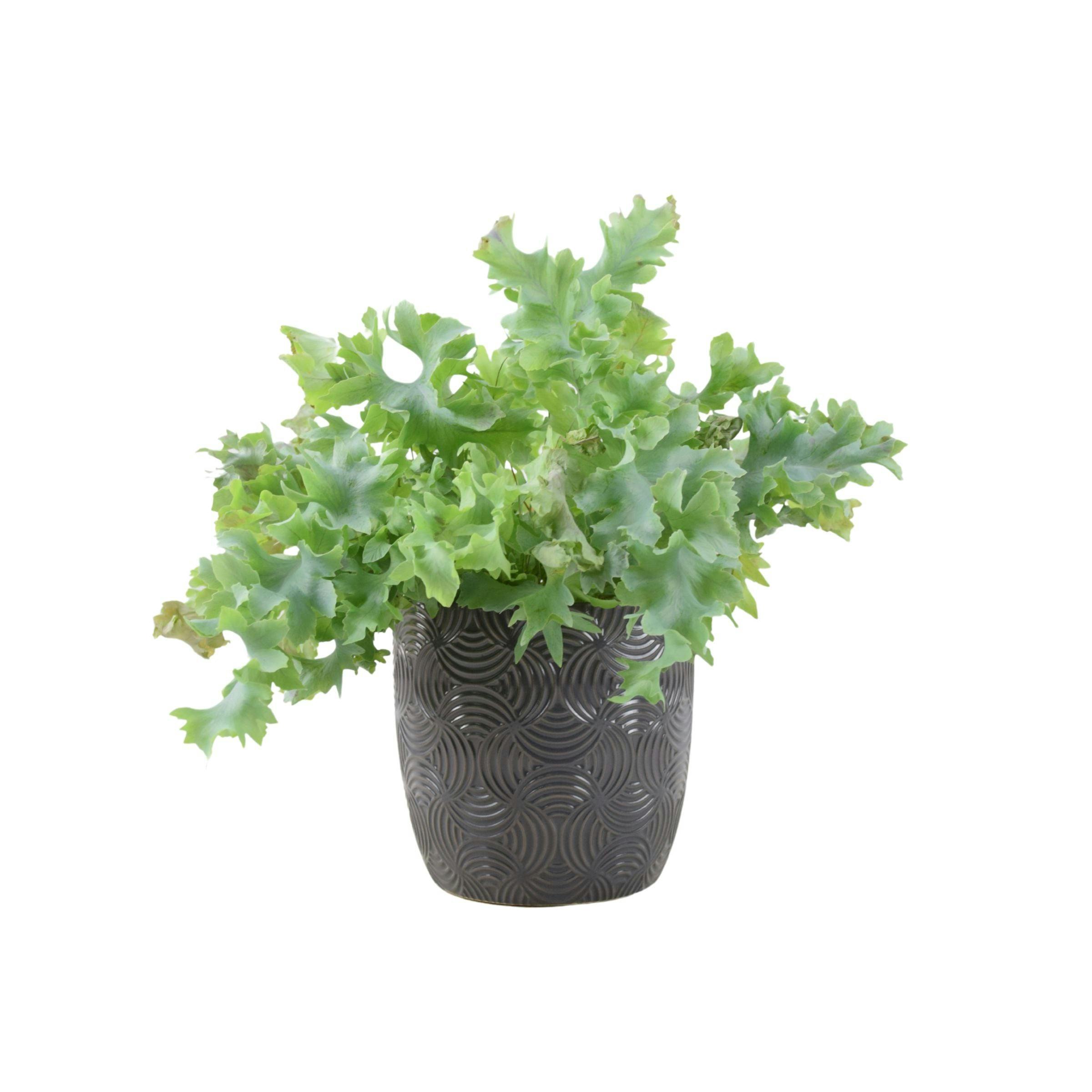 Blue Phlebodium Davana - Ruffled Star Fern Indoor Plant - Ceramic Mustard