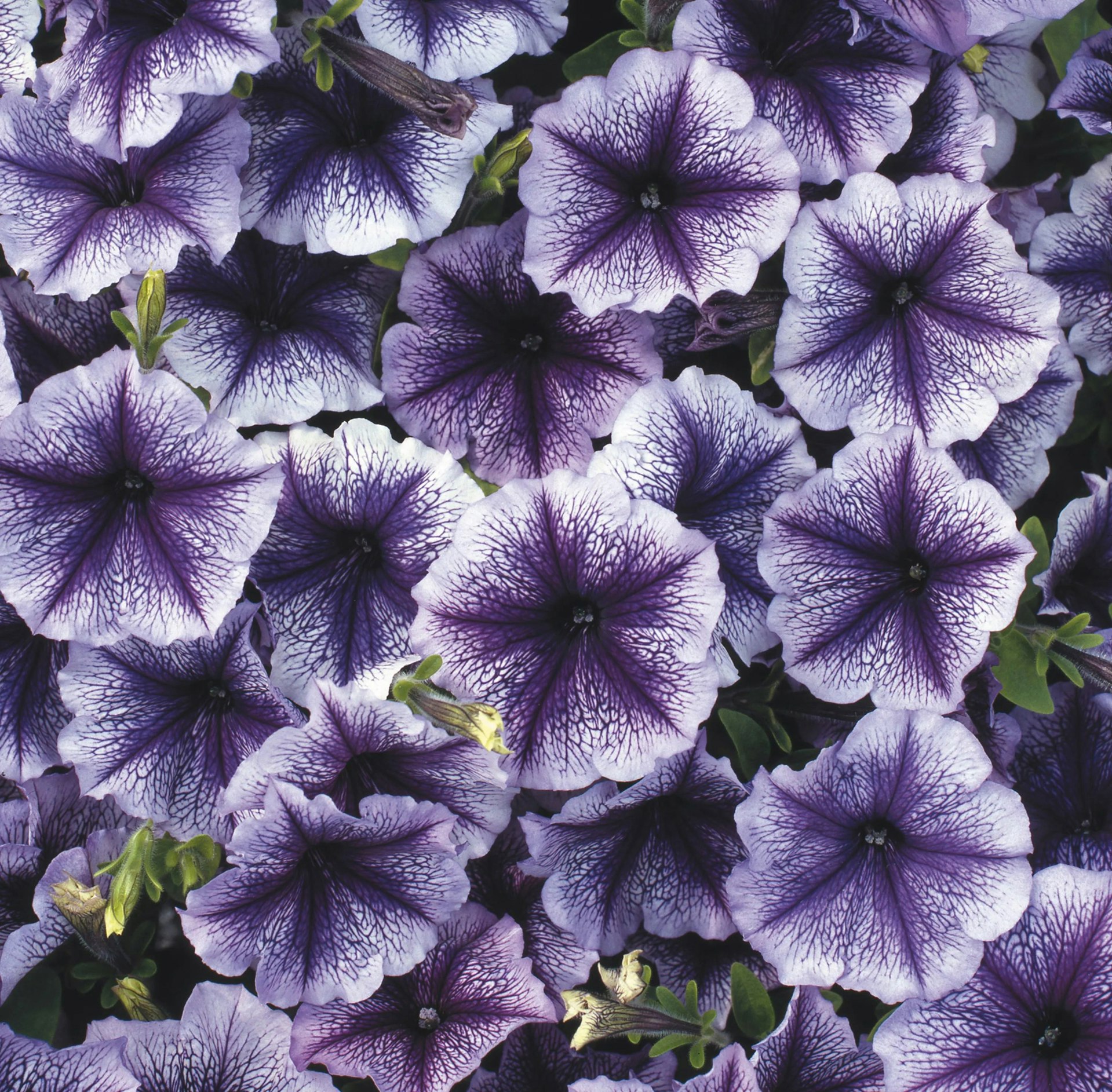 Plants By Post Blue Petunia Surfinia Vein 9Cm In Recyclable Pots X 3 Plants