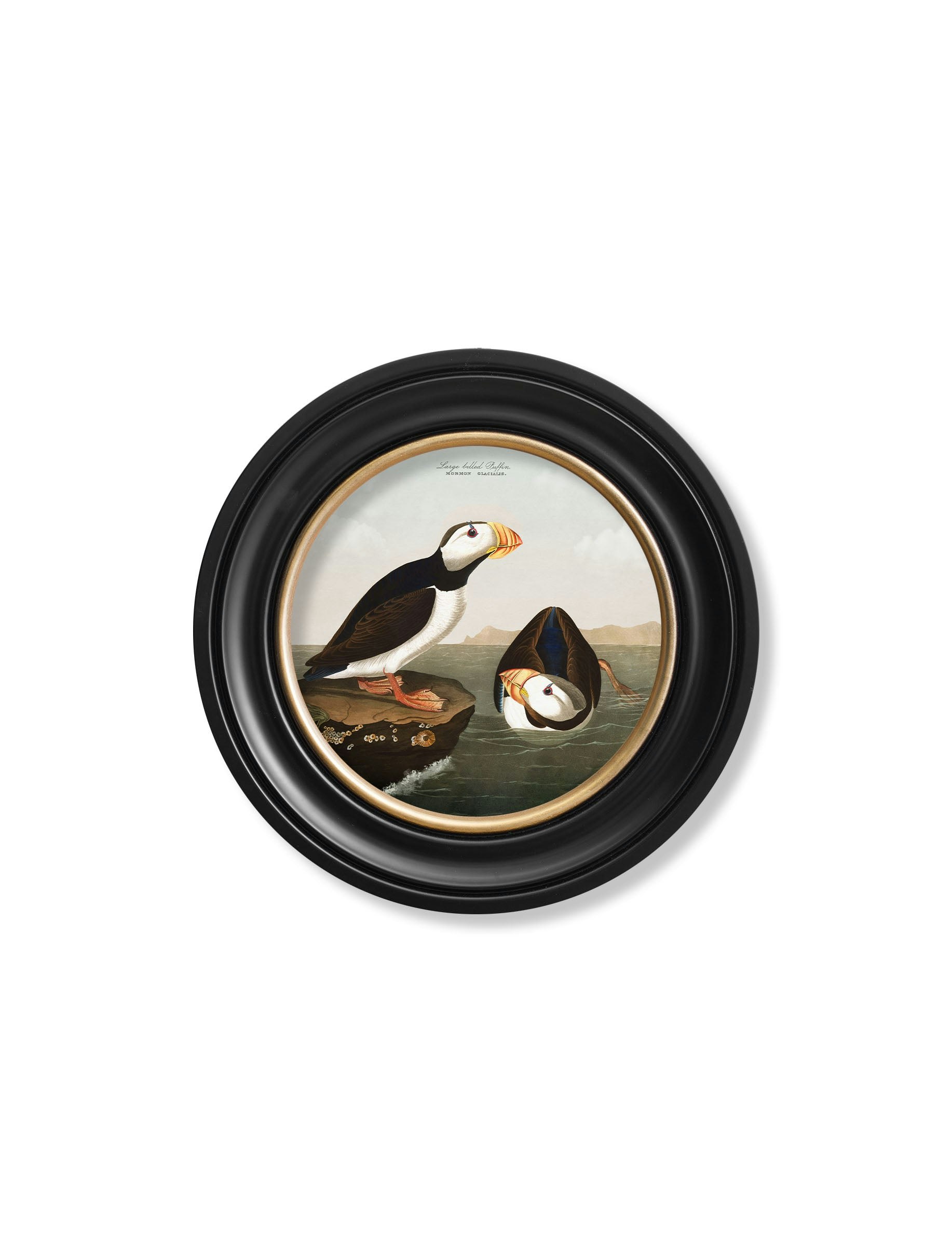 Rackhams Black C.1838 Audubon's Puffins - Round Frame - 44 X 44 Cm - Large Billed Puffin