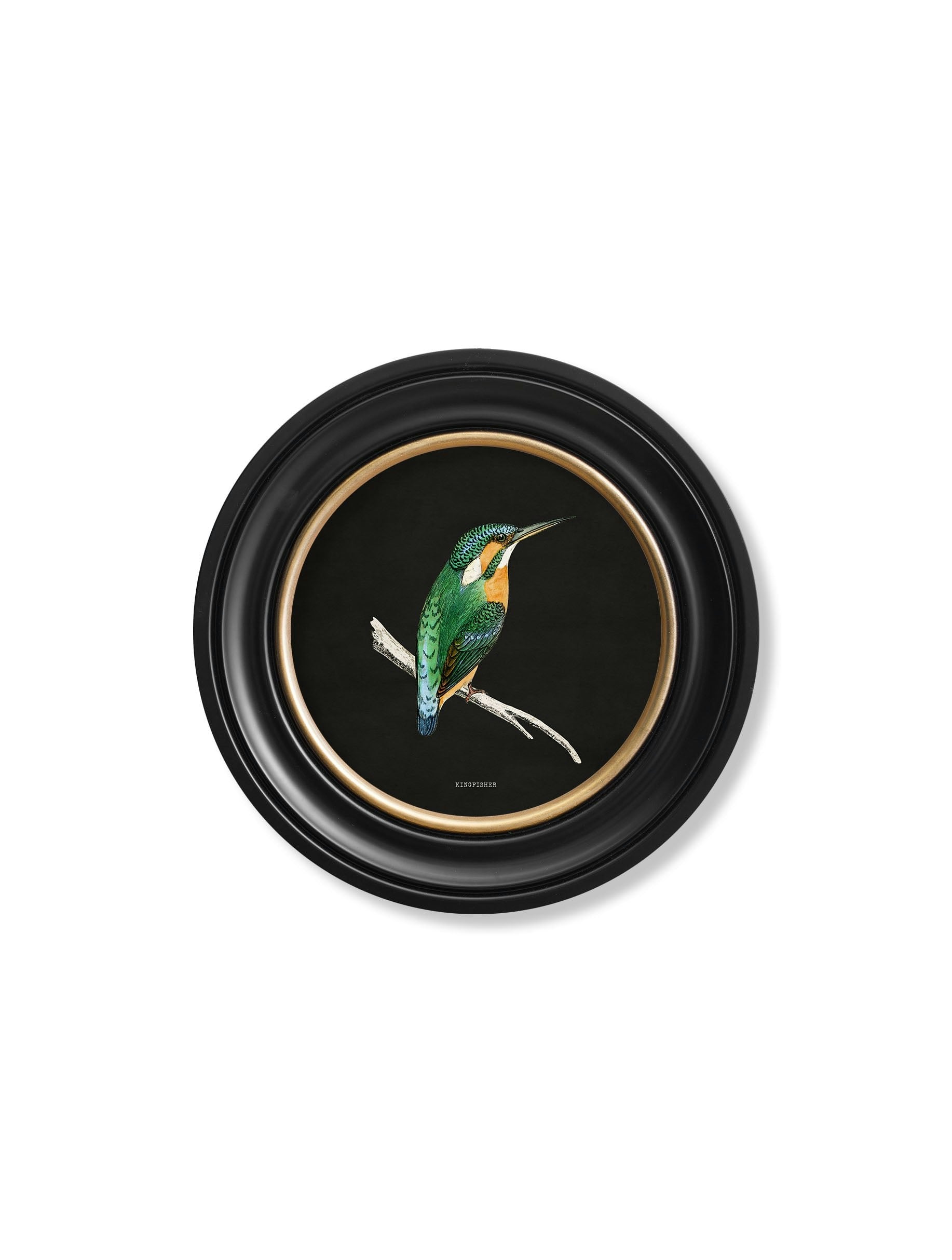 Rackhams Black C.1870 Kingfisher And Bee Eater - 44 X 44Cm - Kingfisher