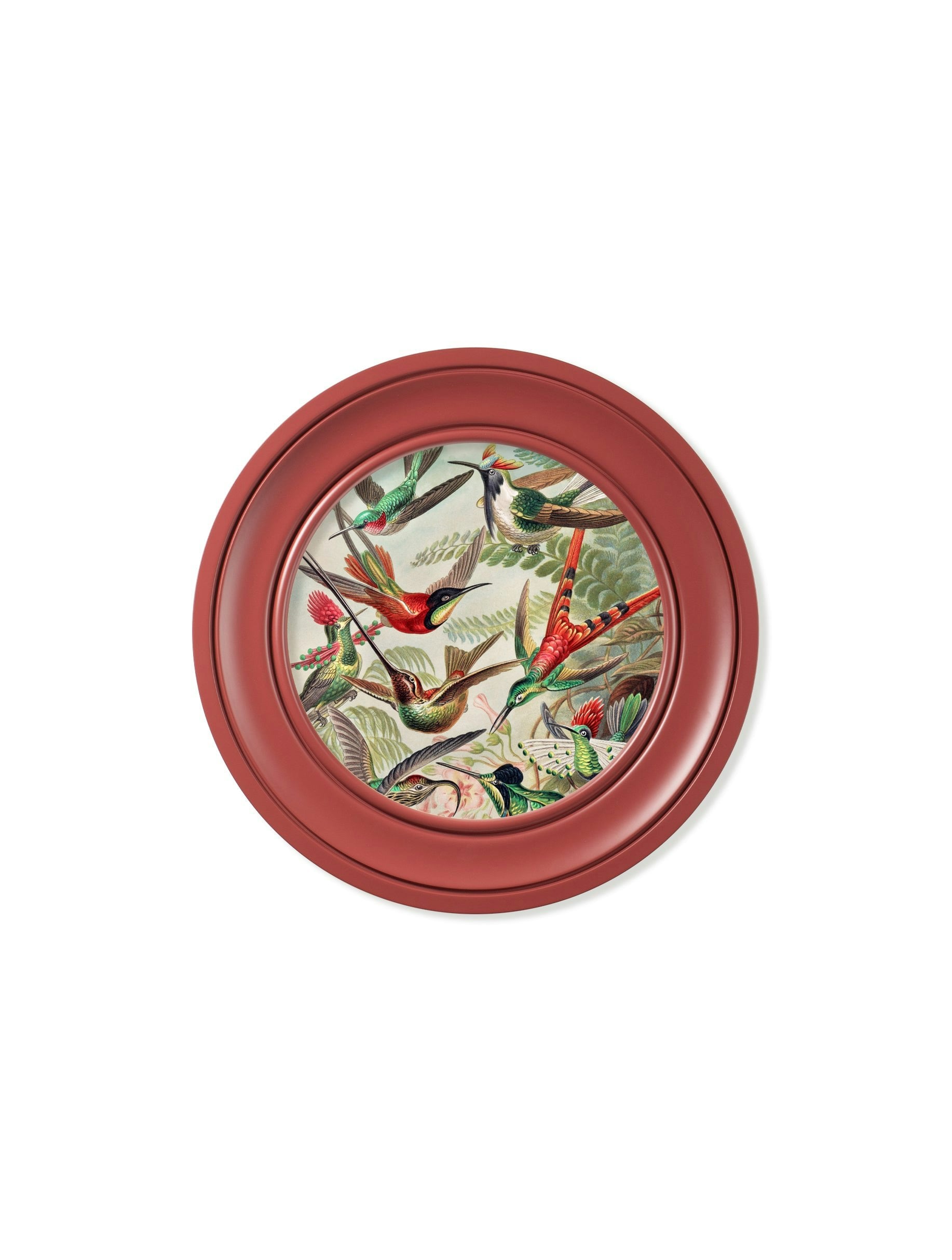Rackhams Red C.1904 Haeckel Hummingbirds - Frame - 44 X 44 Cm - Round Frame