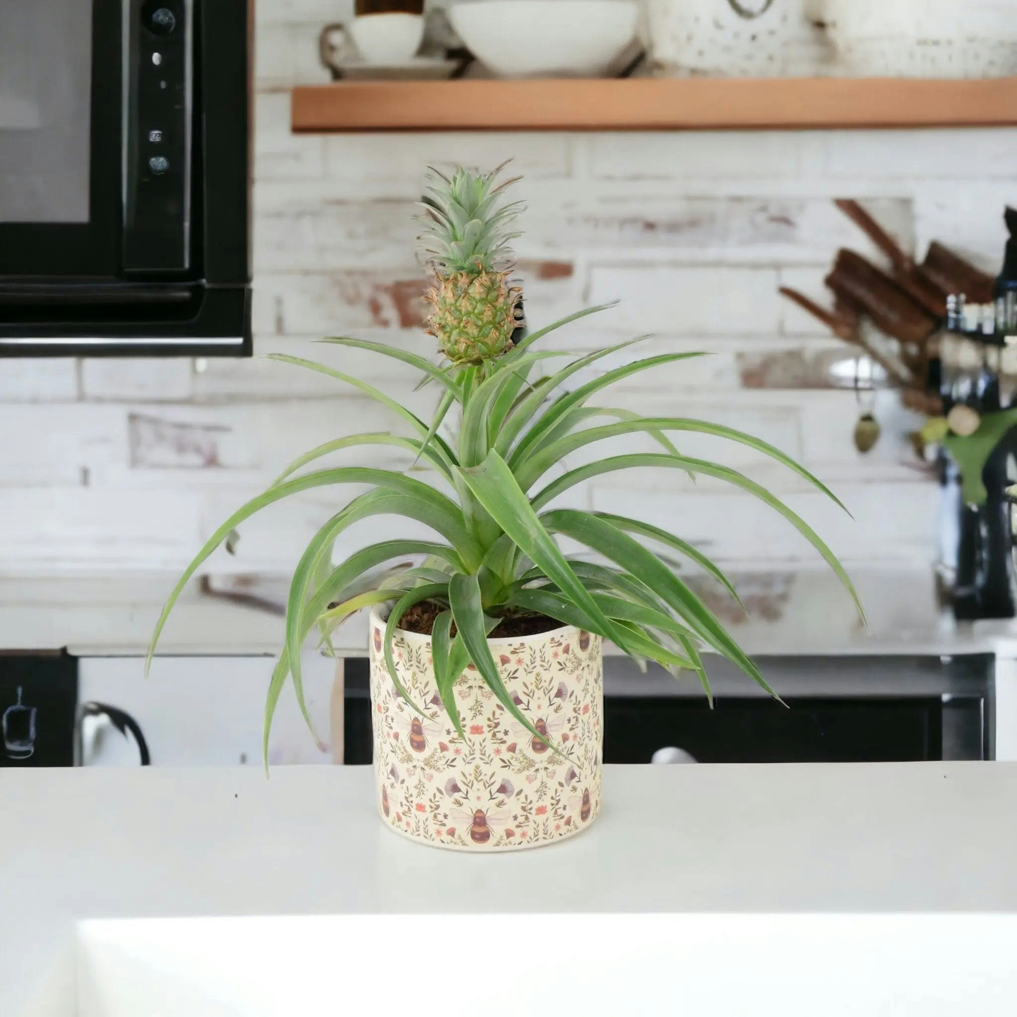 Plants By Post Silver/Grey Pineapple Plant (Ananas) 12Cm Pot – Aromatic Indoor Plant - Ceramic Bee
