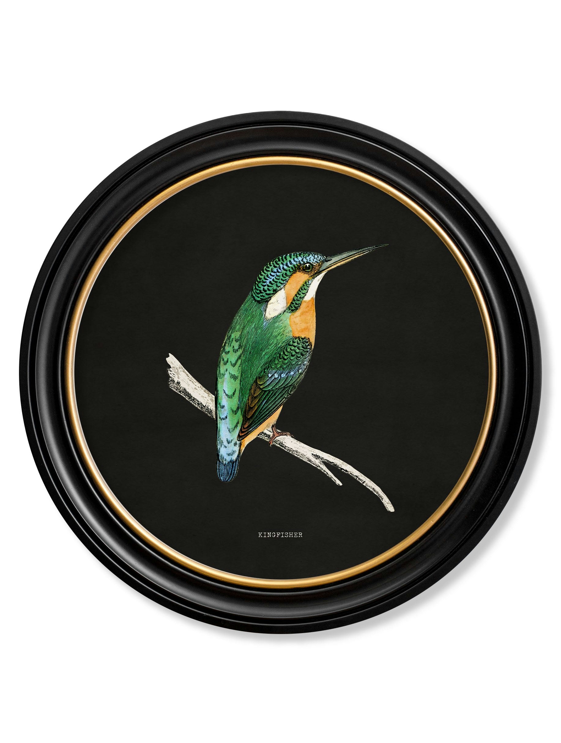 Rackhams Black C.1870 Kingfisher And Bee Eater - 70 X 70Cm - Kingfisher