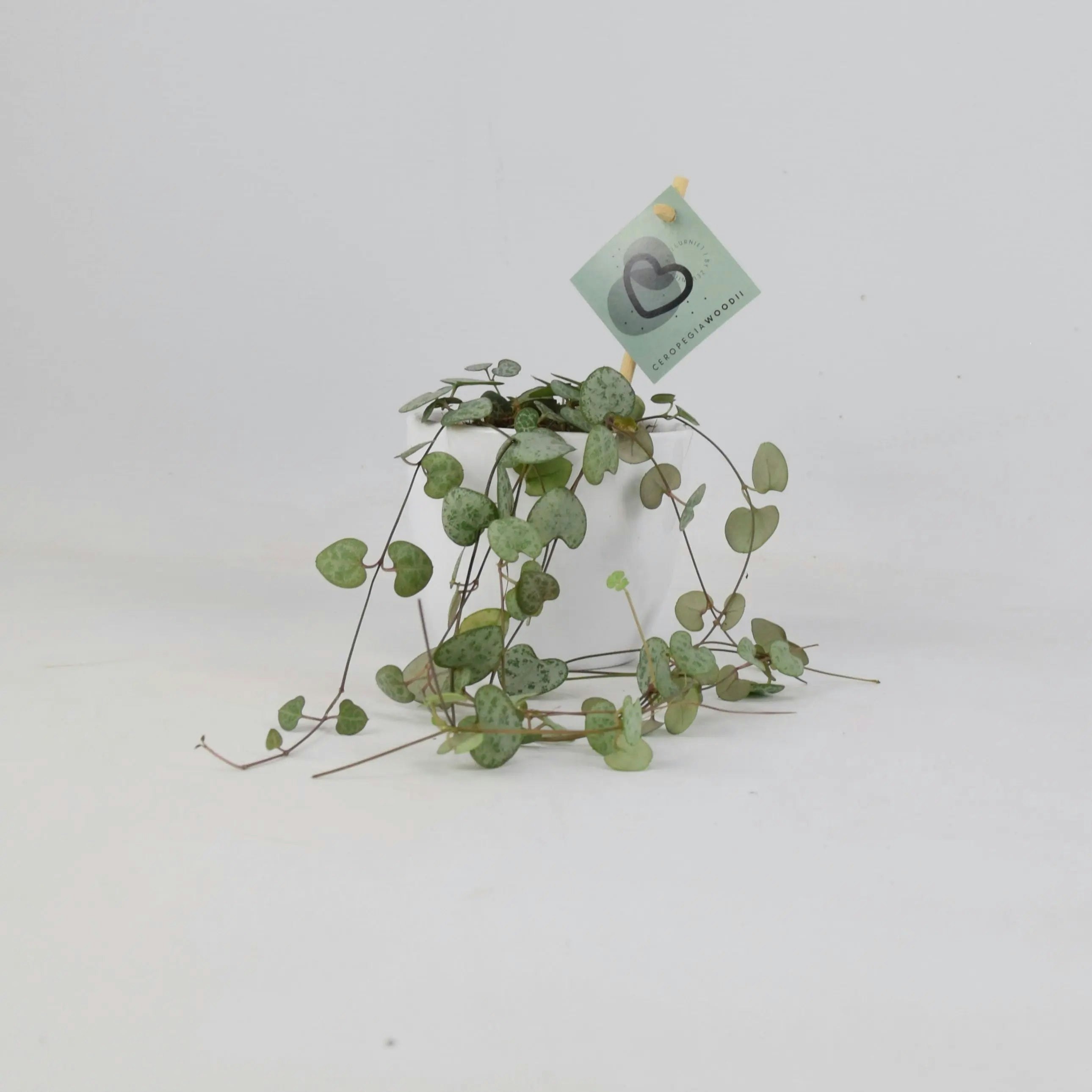 Plants By Post White String Of Hearts Plant 8.5Cm Pot – Ceropegia Woodii Indoor Trailing Houseplant - Ceramic