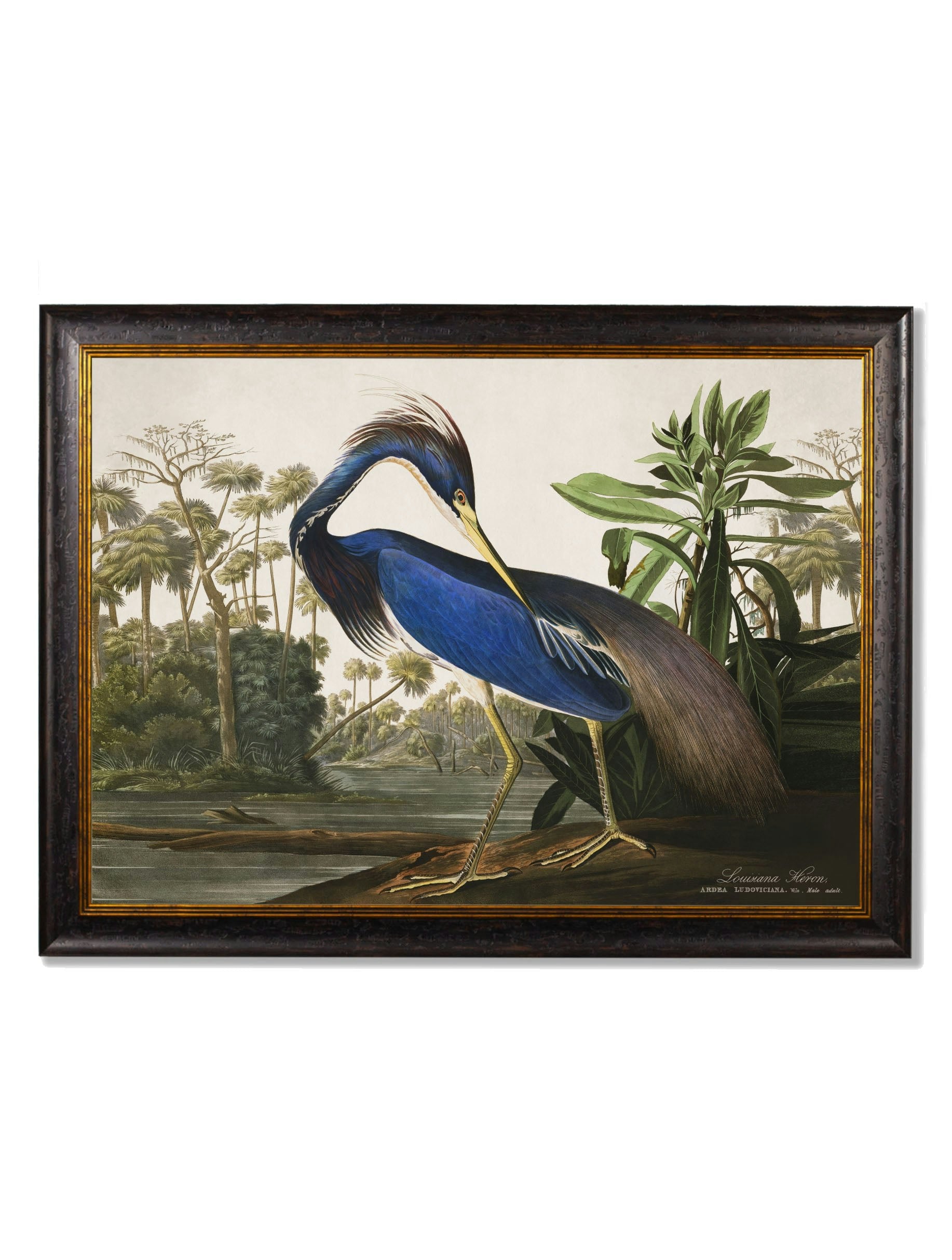 Rackhams C.1838 Audubon's Herons - 95 X 135Cm - No Mount - Louisiana Heron