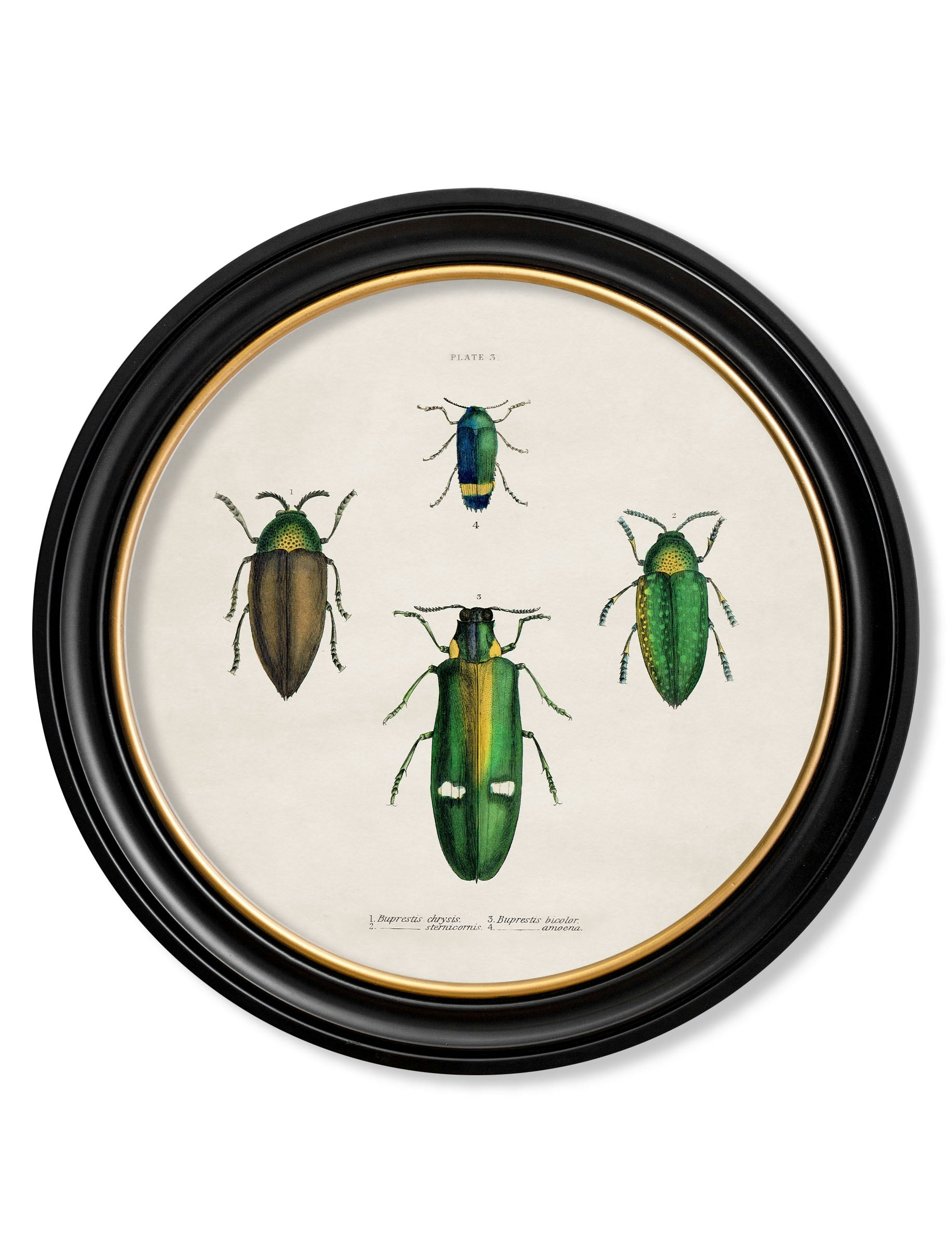 Rackhams Black C.1836 Beetle Plates - Round Frame - 70 X 70Cm - Plate 3