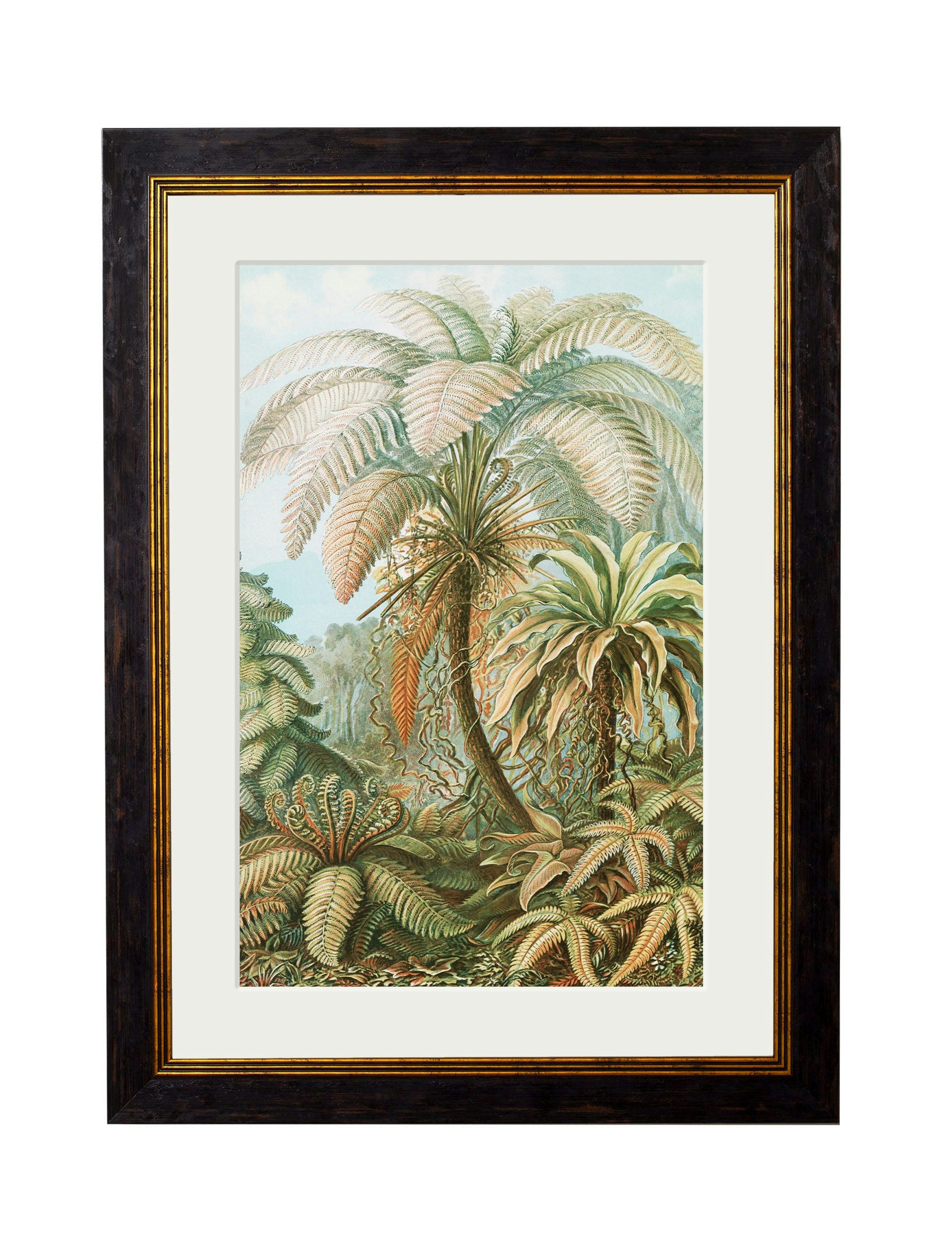 Rackhams C.1904 Study Of Ferns - Ernst Haeckel - 70 X 95Cm - Oxford Slim