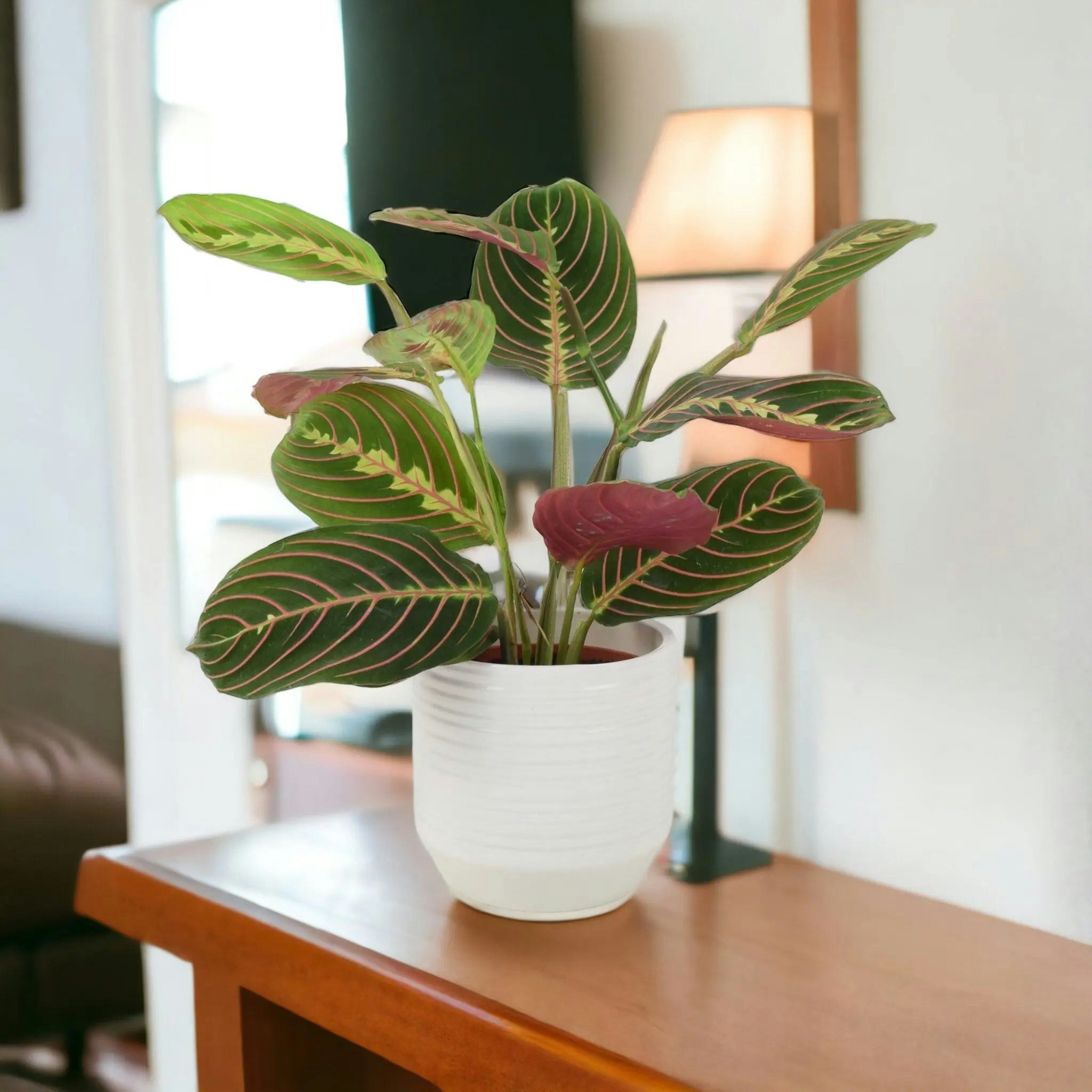 Plants By Post White Maranta Leuconeura Prayer Plant 12Cm - Beautiful Tricolour Indoor Foliage - Ceramic Ripple