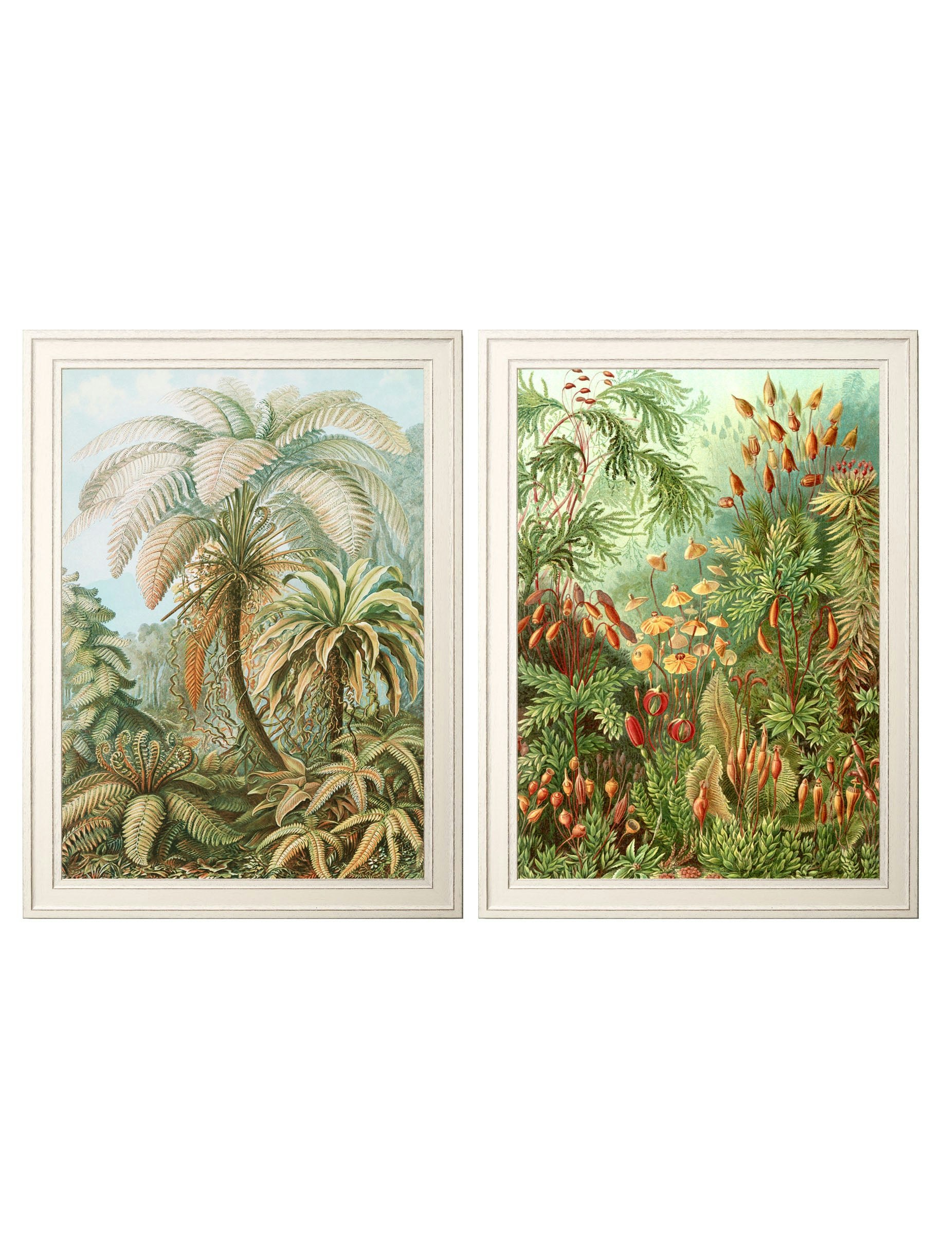 Rackhams Black C.1904 Study Of Ferns Print - 70 X 95Cm - Collection Of 2
