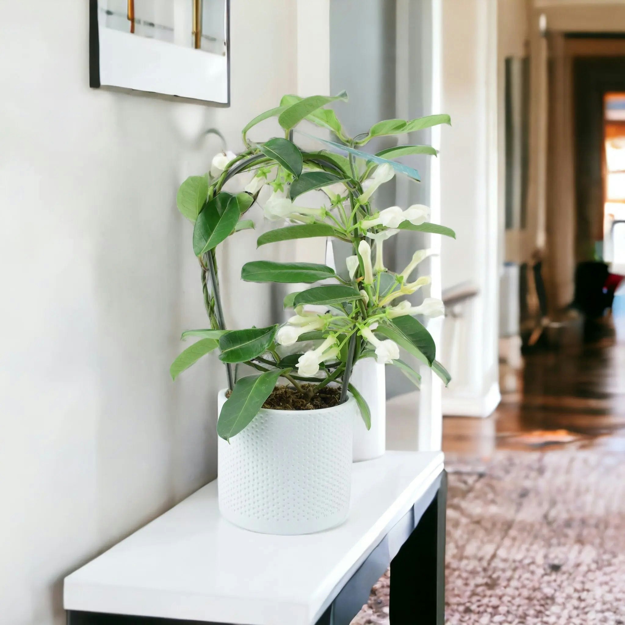 Plants By Post White Stephanotis Jasmine Hoop - Fragrant Indoor Flowering Plant - Ceramic Ewi Dot