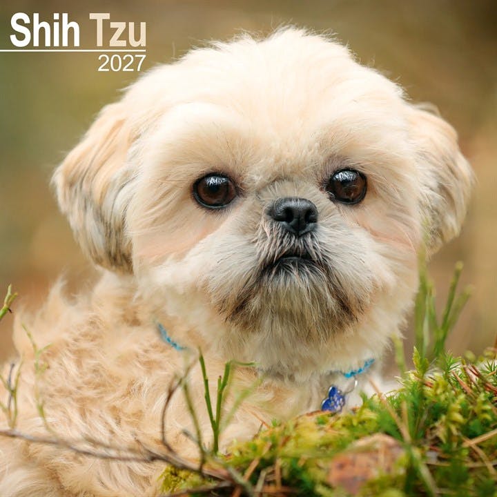 Shih Tzu Calendar 2027, Wall Calendars, Month To View, Dogs, Gift - Image 8