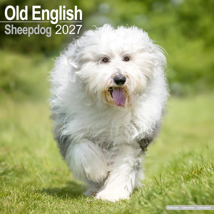Old English Sheepdog 2027 Calendar Square Wall by Publishing Avonside | 2026 - Image 7