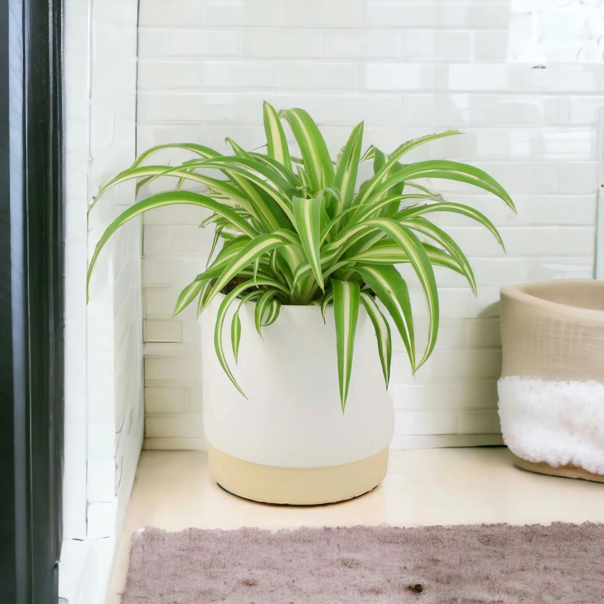 Plants By Post White Chlorophytum Spider Plant 12Cm - Air Purifying Hanging Basket Plant - Ceramic Eve Off