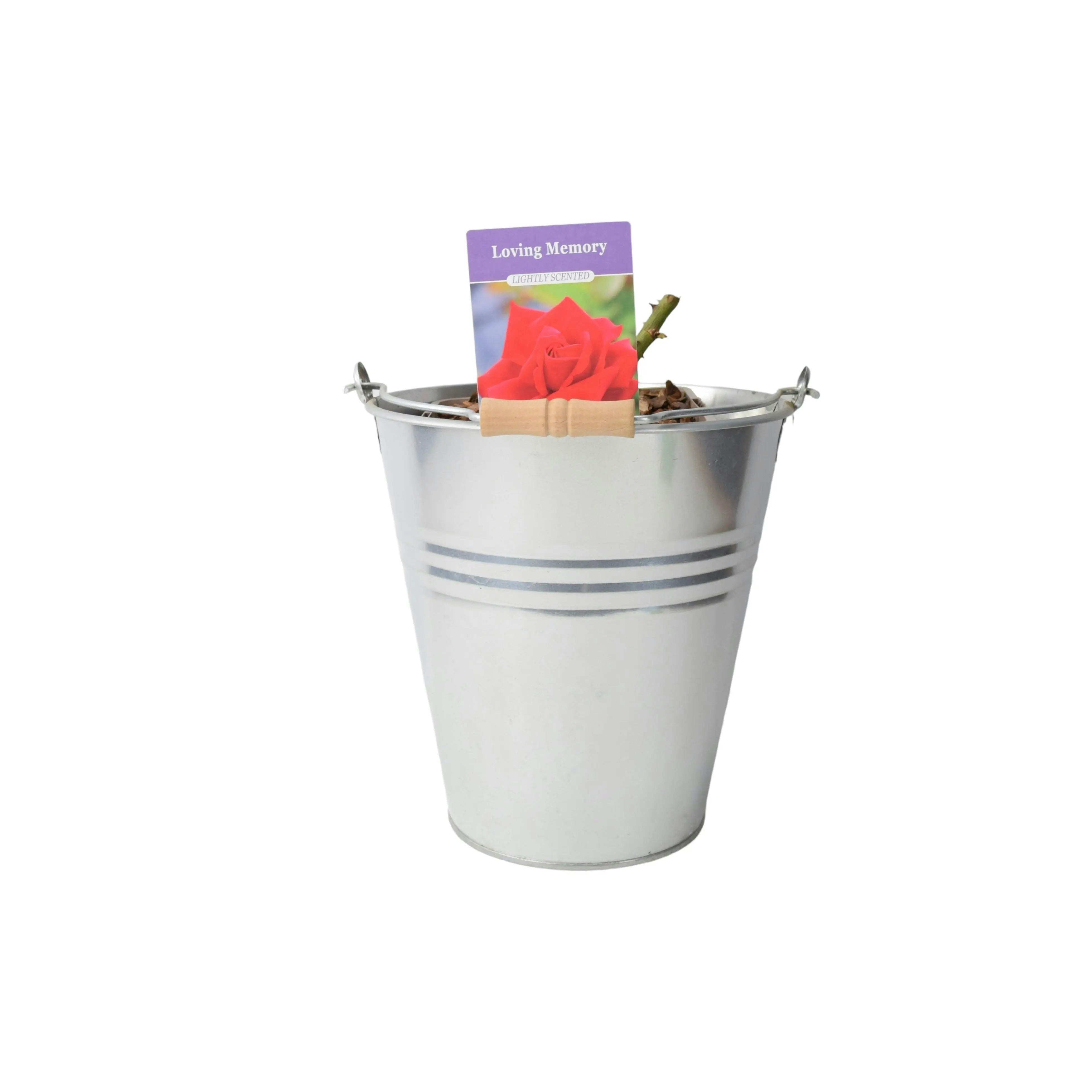 Plants By Post Loving Memory Rose 5.5L – Crimson-Scarlet Blooms Fragrant Garden Rose - Metal Zinc Pail
