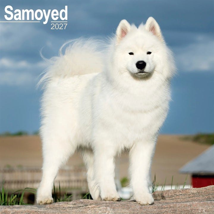 Samoyed Calendar 2027, Wall Calendars, Month To View, Dogs, Gift - Image 7