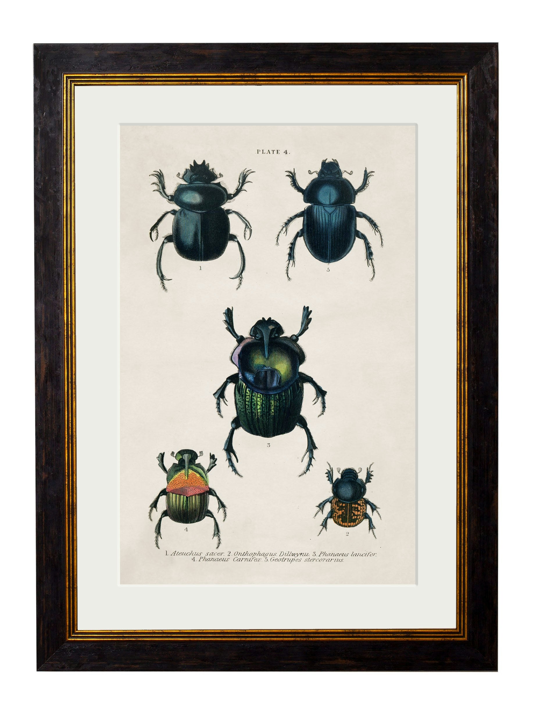 Rackhams Black C.1836 Studies Of Beetles - 50 X 70Cm - Plate 4
