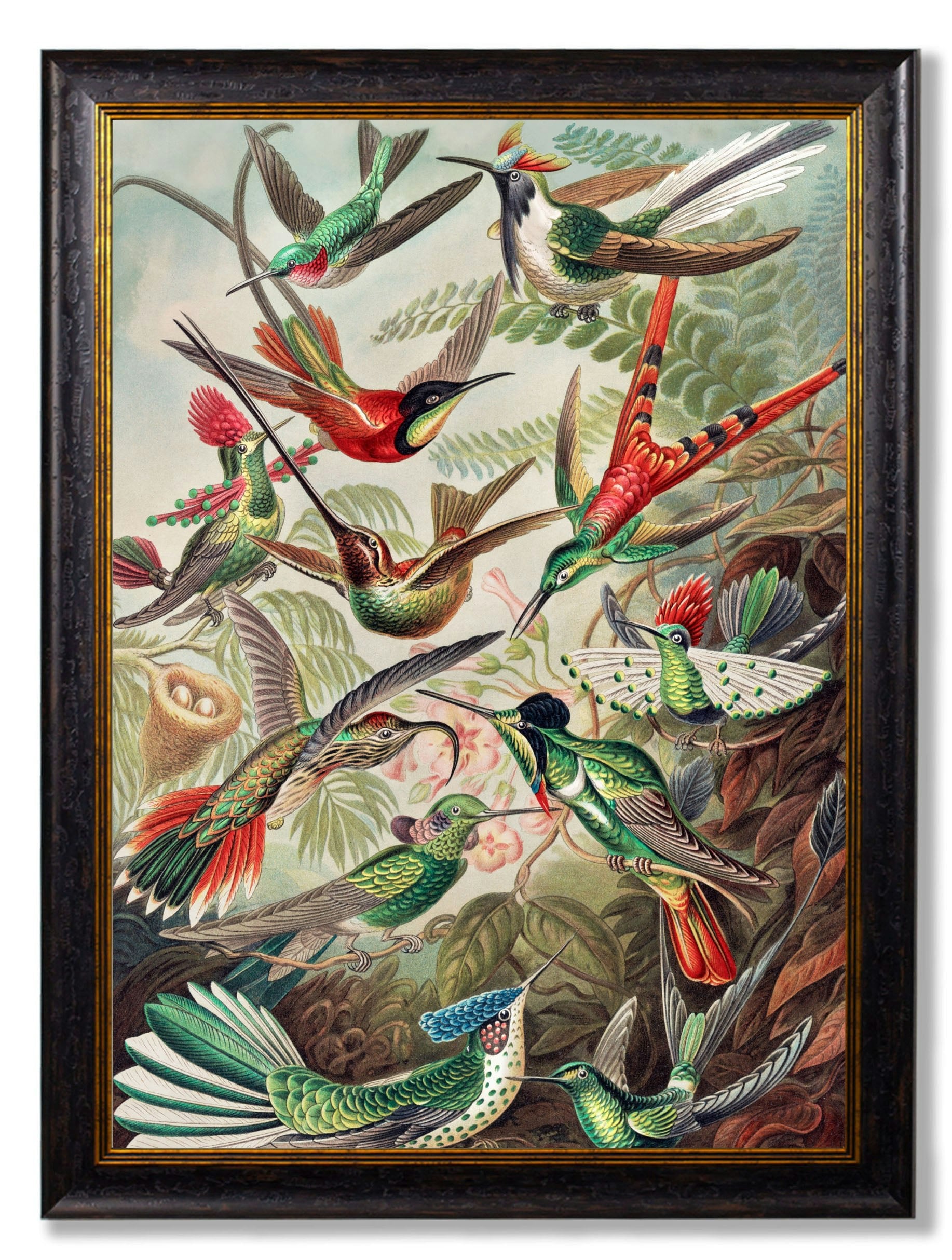 Rackhams Black C.1904 Haeckel Hummingbirds - 70 X 95Cm - No Mount