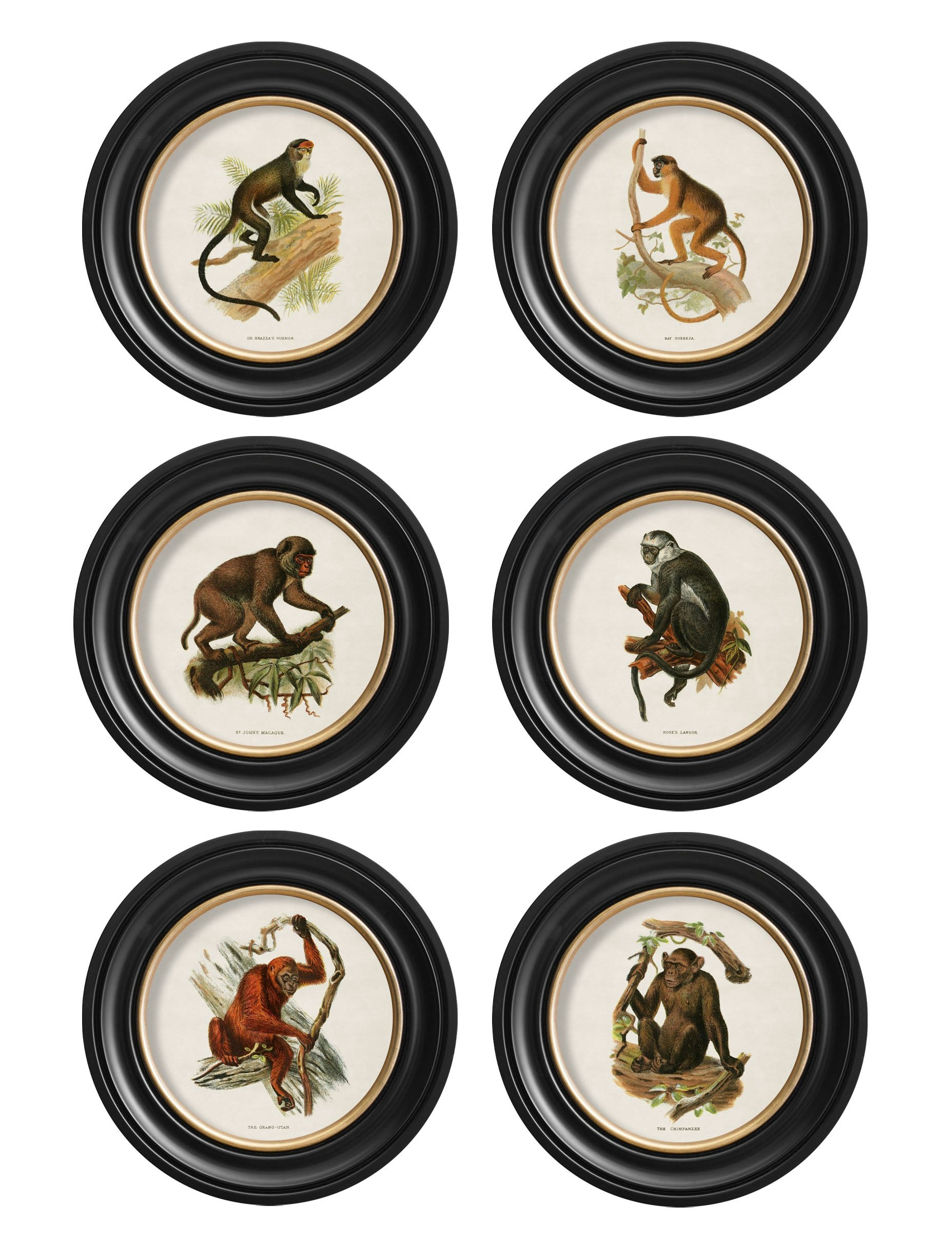 Rackhams Black C.1910 Collection Of Primates In Round Frames - 44 X 44Cm - Collection Of 6