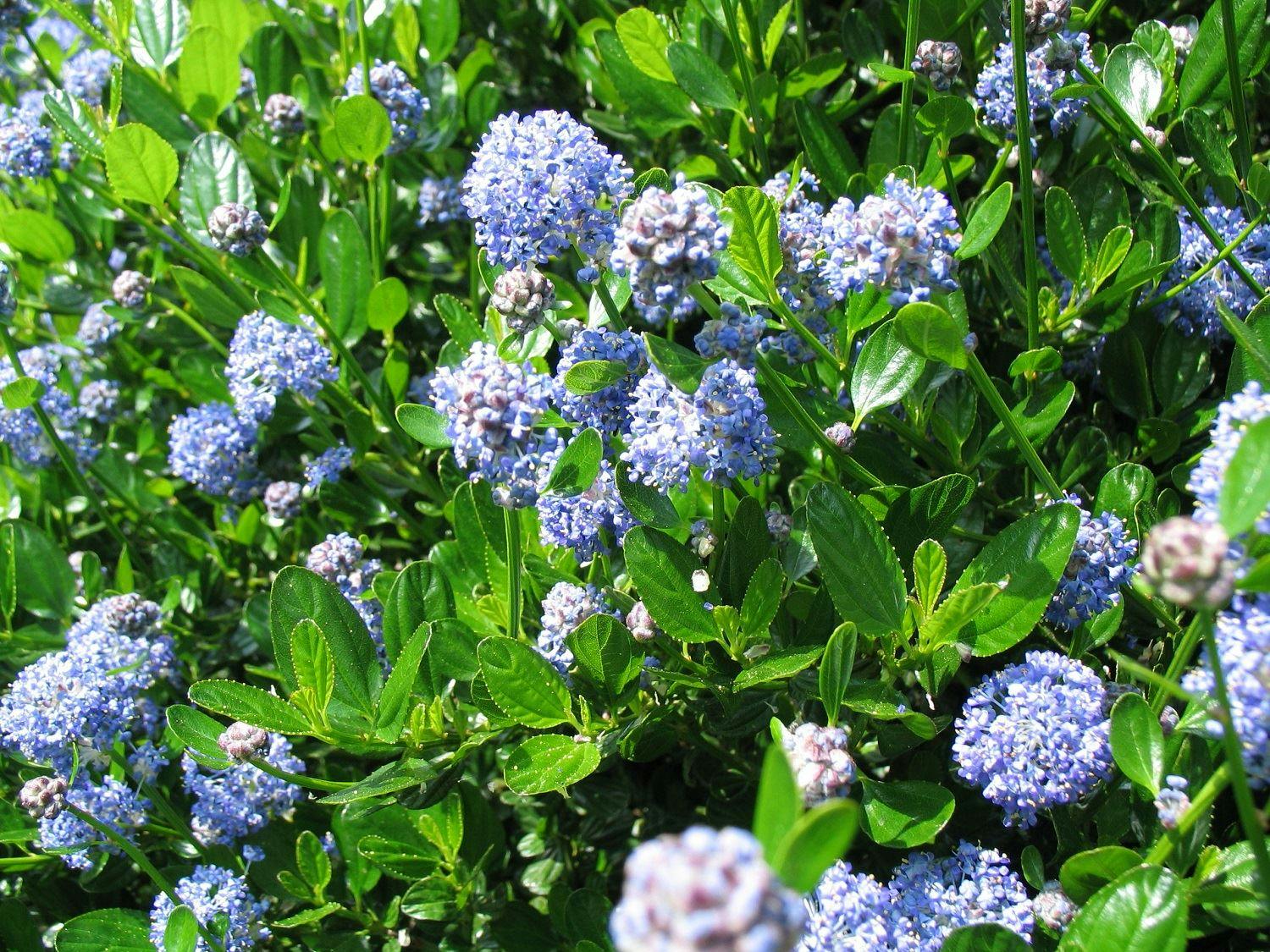 Direct Plants Lilac Ceanothus Victoria Californian Shrub 4-5Ft Supplied In A 5 Litre Pot - 1 - 5L - Pot
