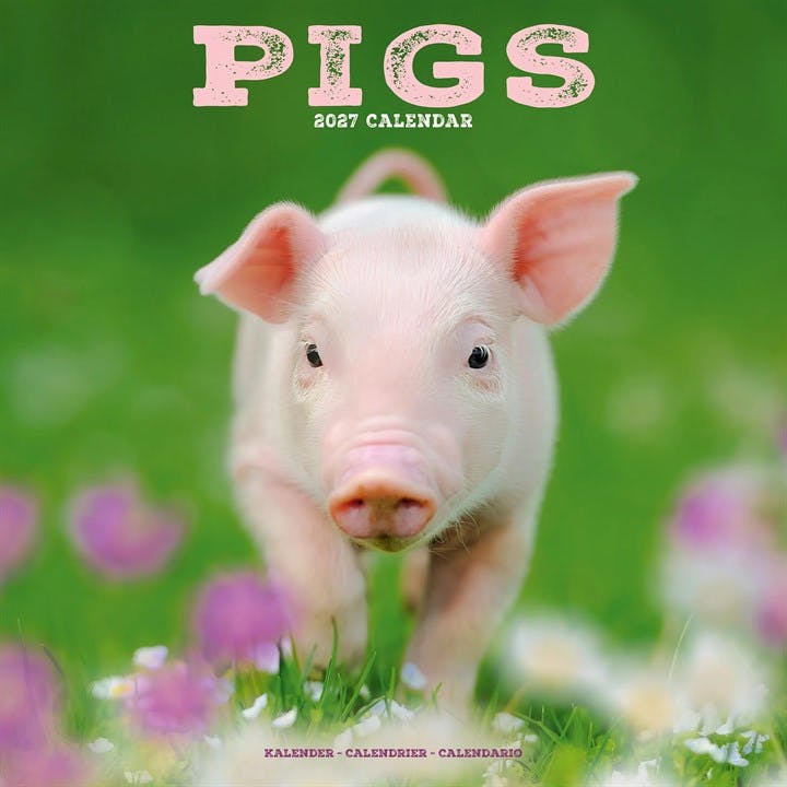 Pigs Calendar 2027, Wall Calendars, Month To View, Animals, Gift - Image 6