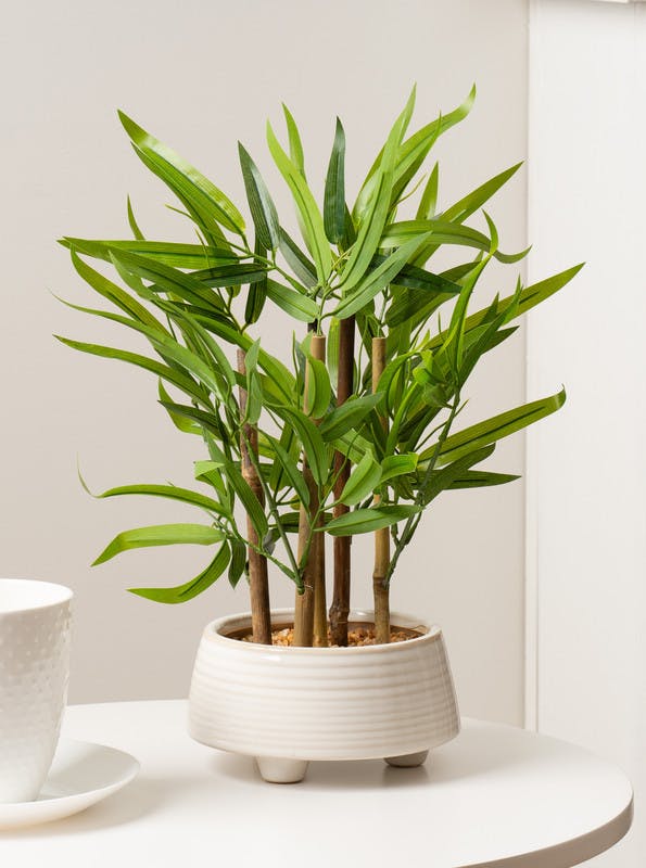 Scottish Everlastings Green 40Cm Artifical Bamboo In Ceramic Pot