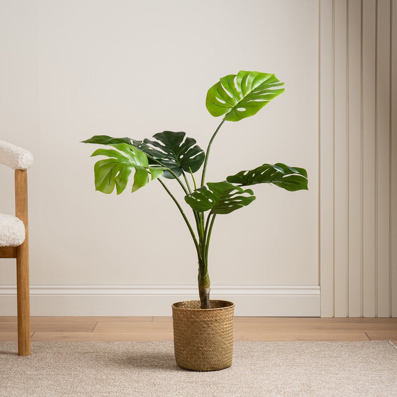 Scottish Everlastings Black 90Cm Real Touch Monstera
