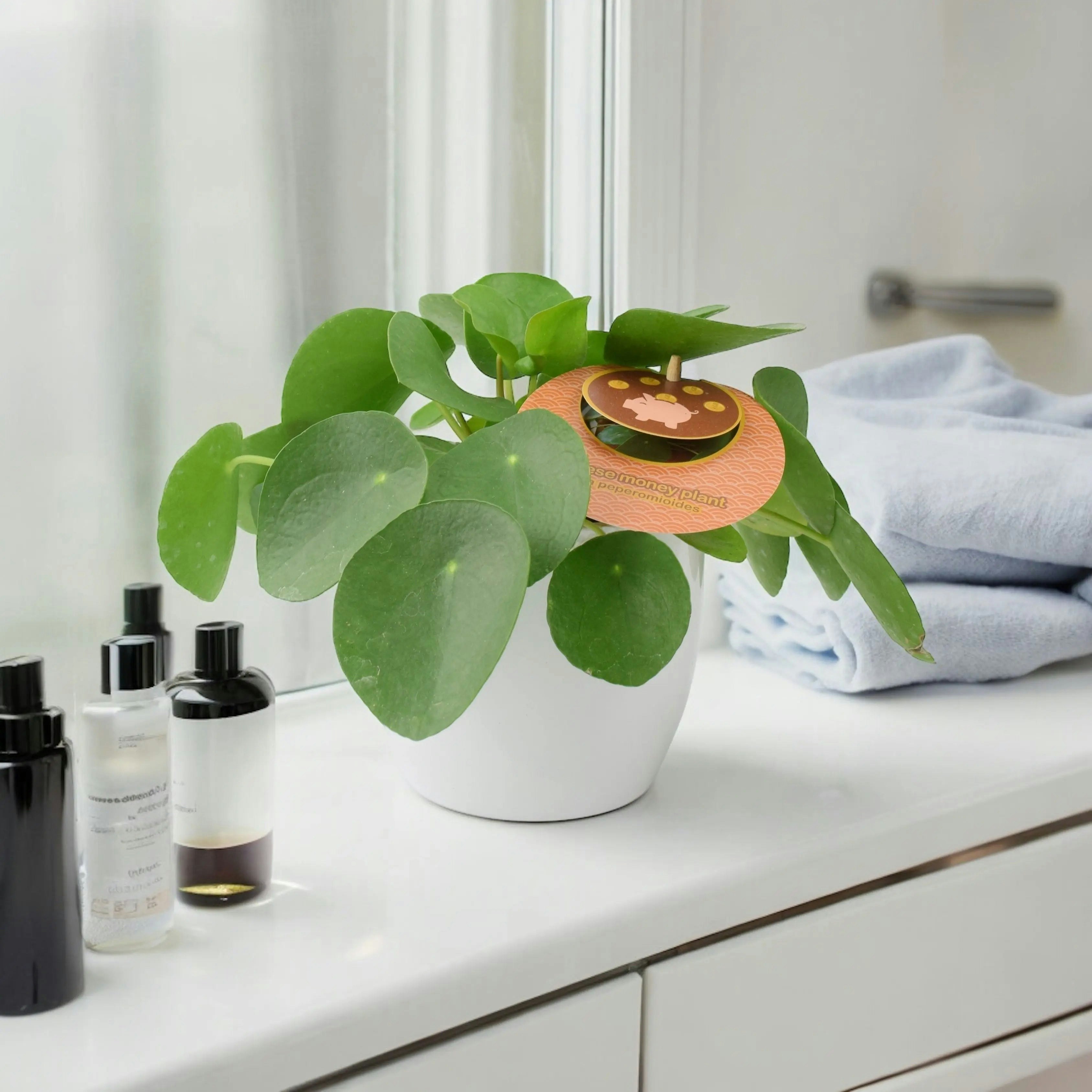 White Chinese Money Plant 12Cm - Pilea Peperomioides In Pot