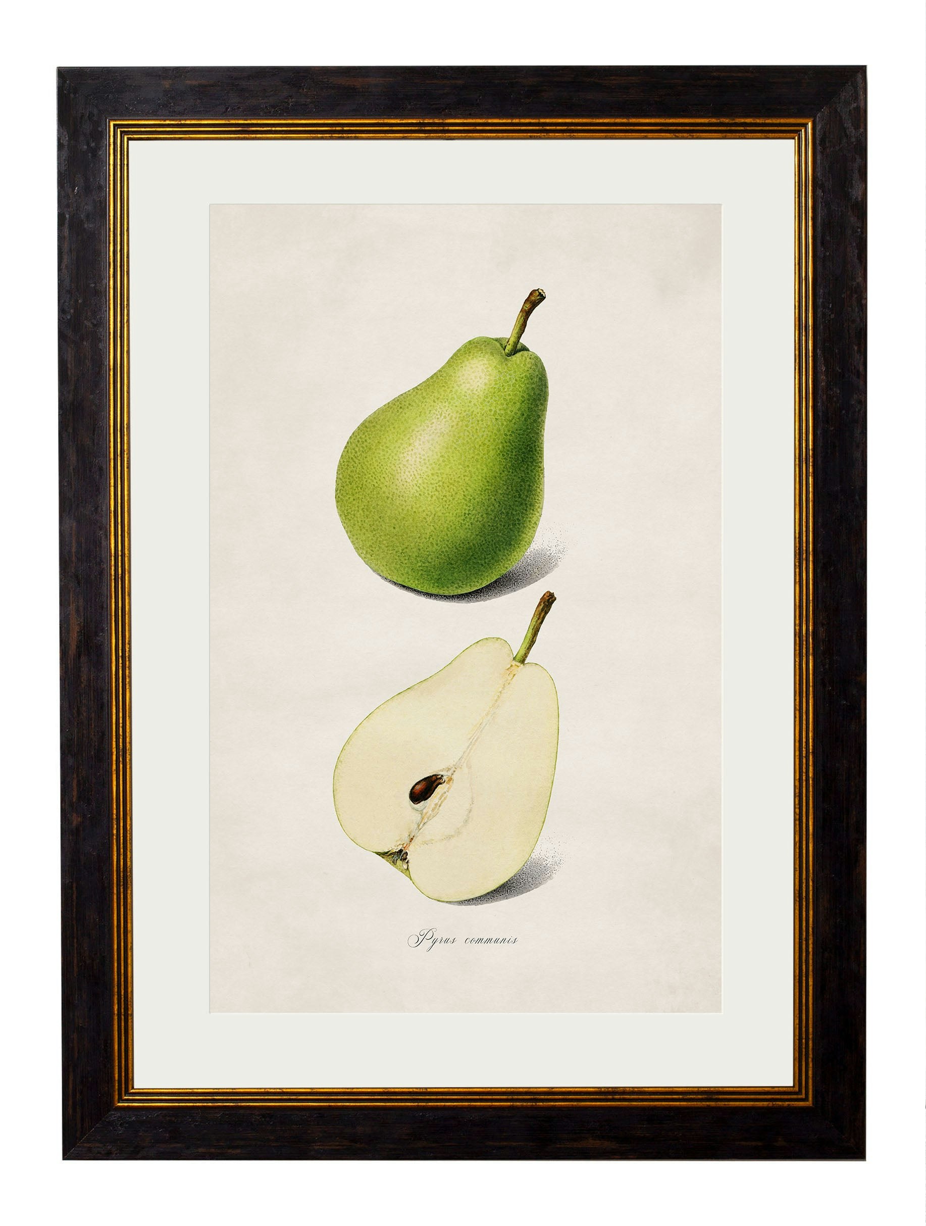 Rackhams Black C.1886 Studies Of Fruit - 38 X 50Cm - Pear