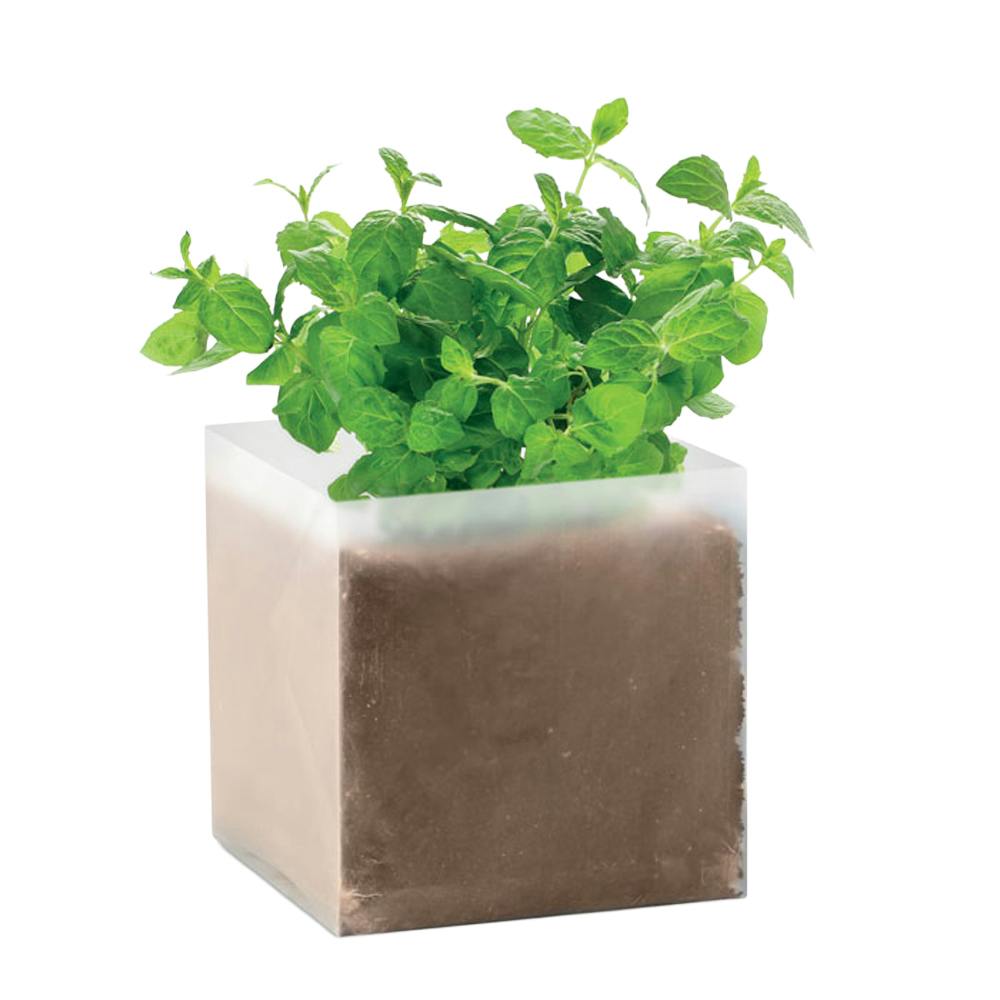 Rackhams Beige Mint Herb Seeds - One Size