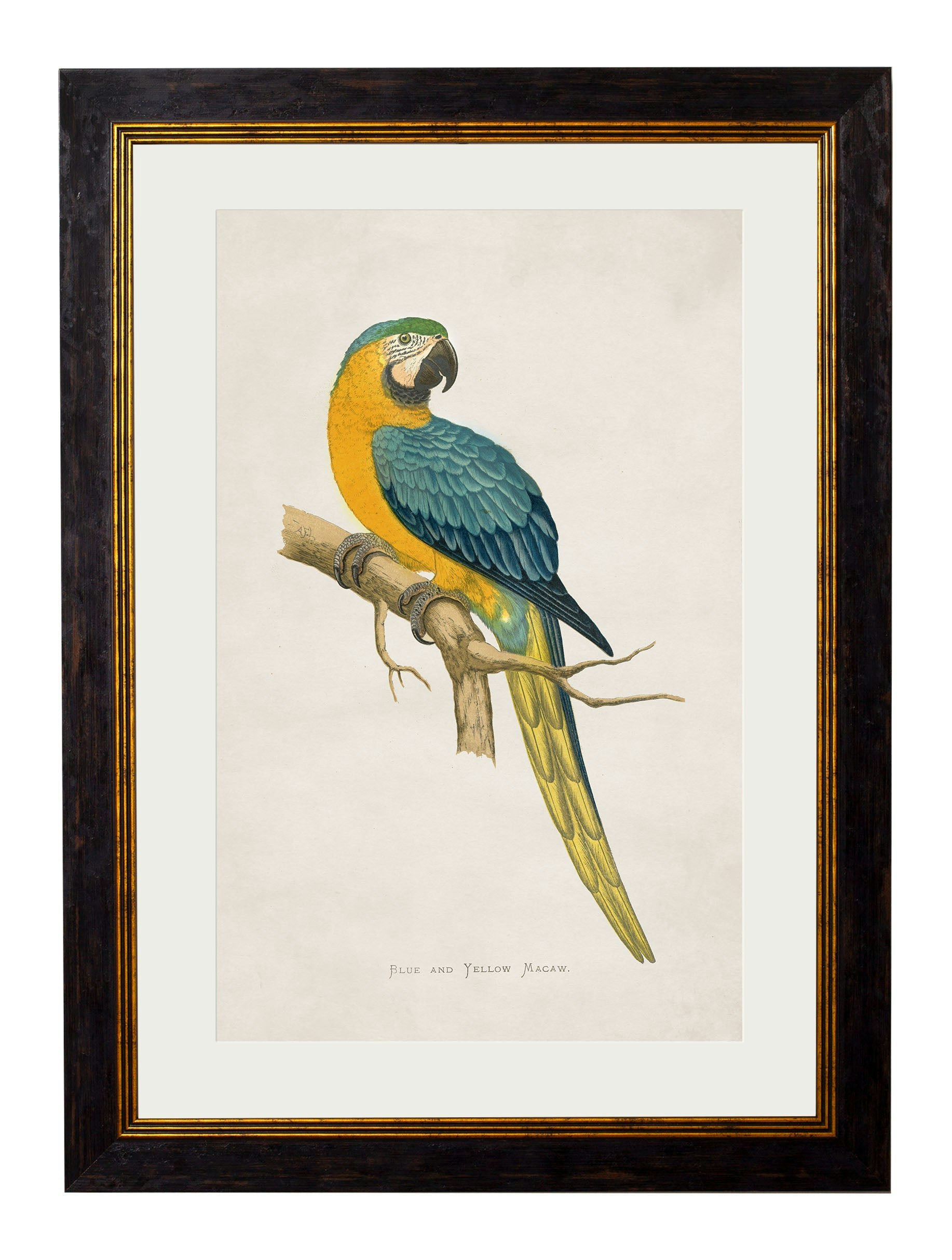 Rackhams Black/Blue/Yellow C.1884 Macaws - 38 X 50Cm - And Macaw