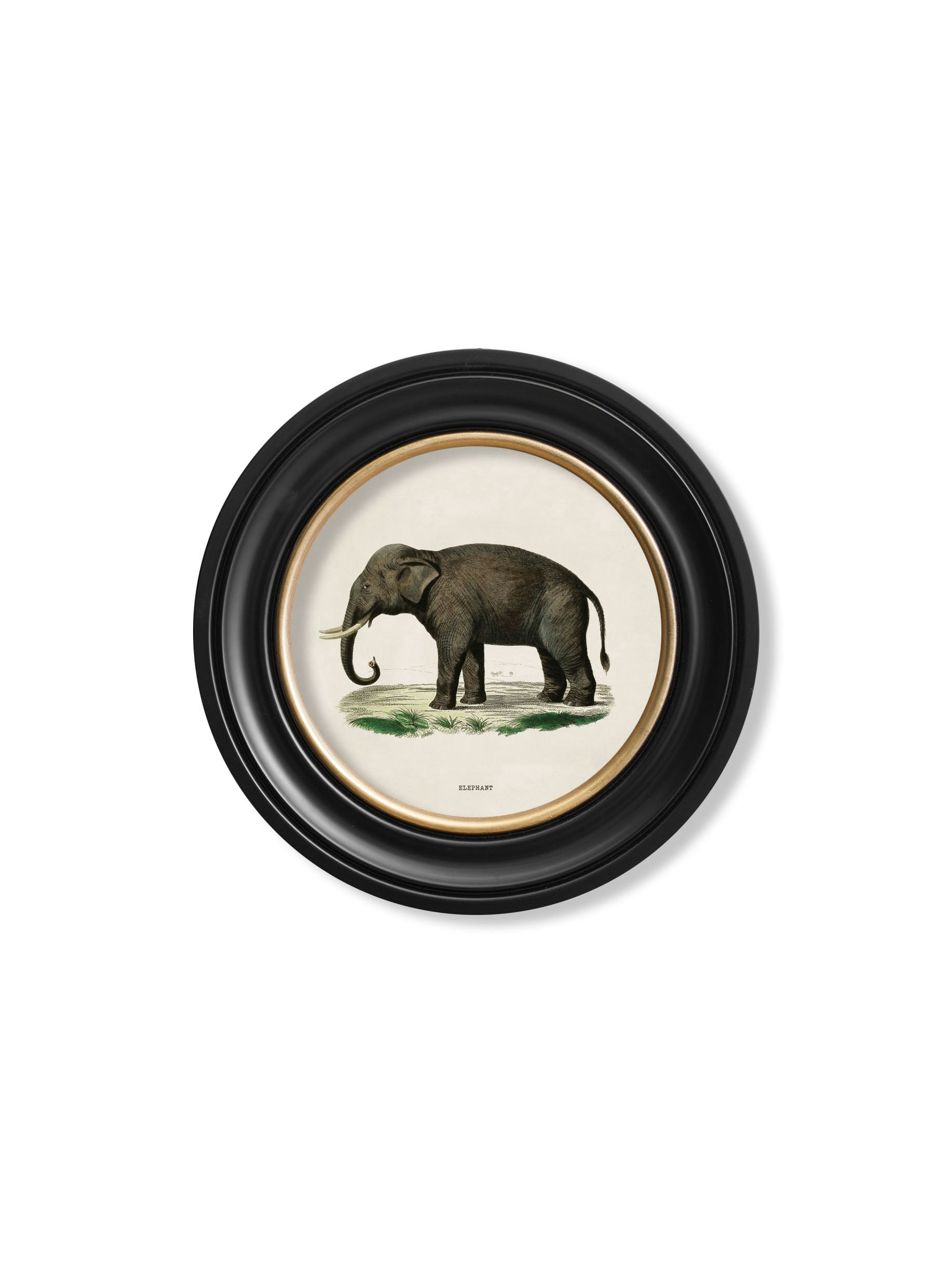 Rackhams Black C.1846 Elephants In Round Frame - 44 X 44Cm - Left Facing Elephant