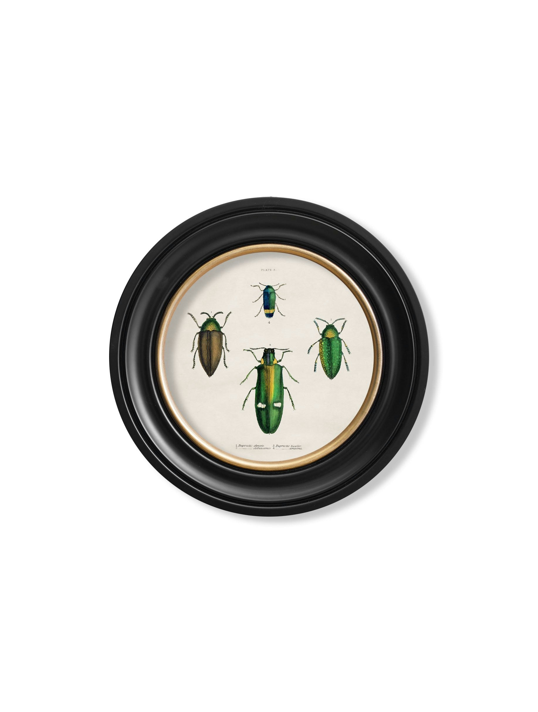 Rackhams Black C.1836 Beetle Plates - Round Frame - 44 X 44Cm - Plate 3