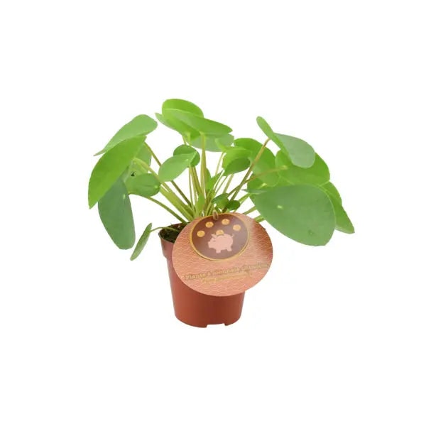 Plants By Post Green/Light Pilea Pepperomiordes Chinese Money Plant – Easy Care Houseplant In 12Cm Pot - No
