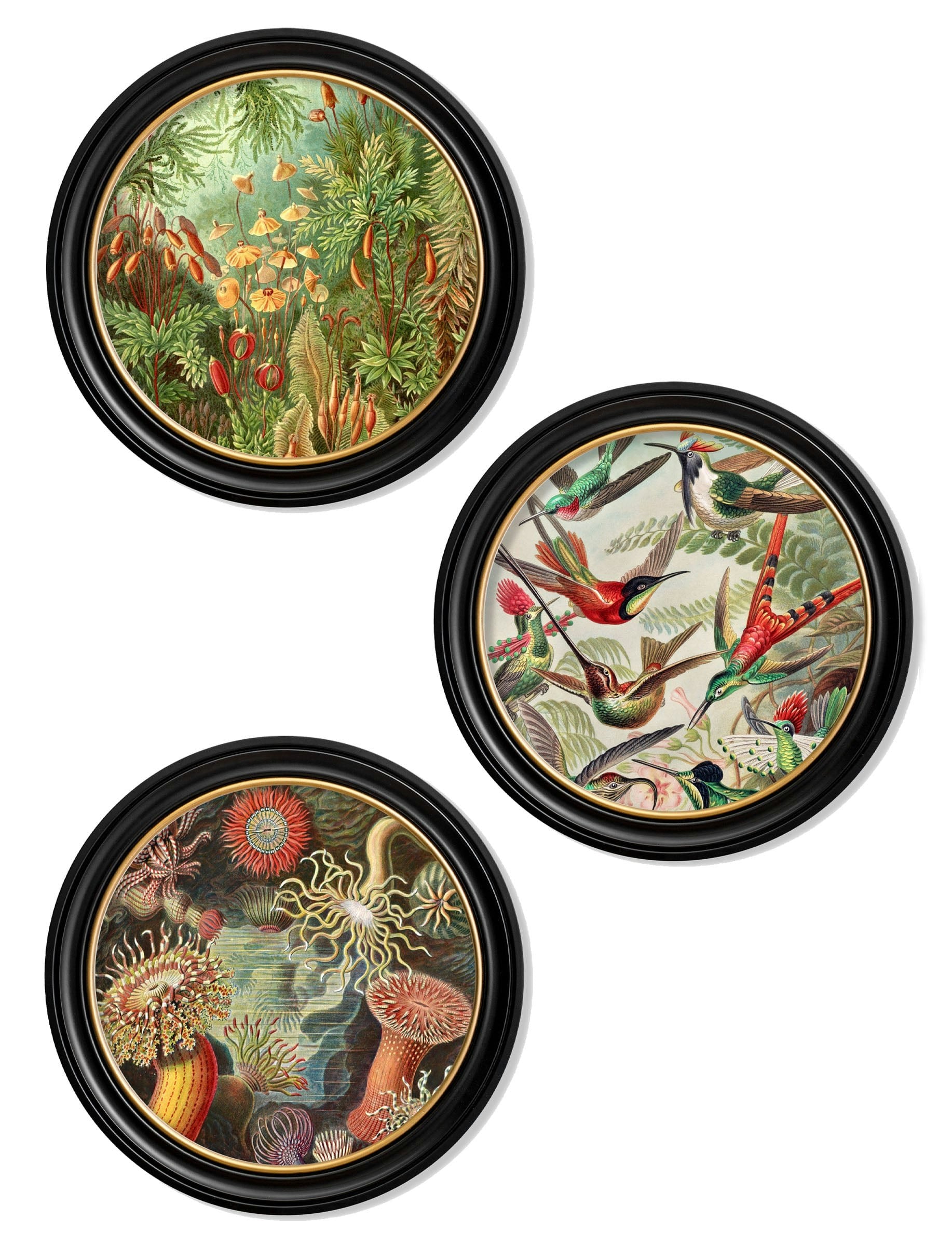 Rackhams Black C.1904 Haeckel Flora And Fauna - Round Frames - 70 X 70Cm - Collection Of 3