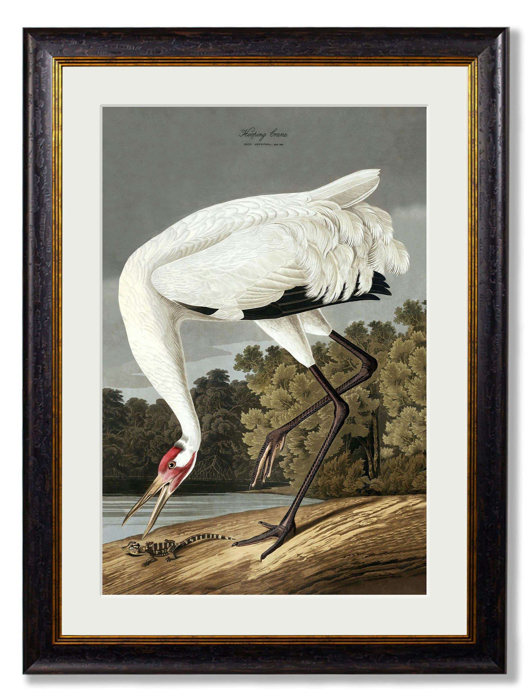 Rackhams Black C.1838 Audubon's Hooping Crane - 95 X 135Cm - Mount